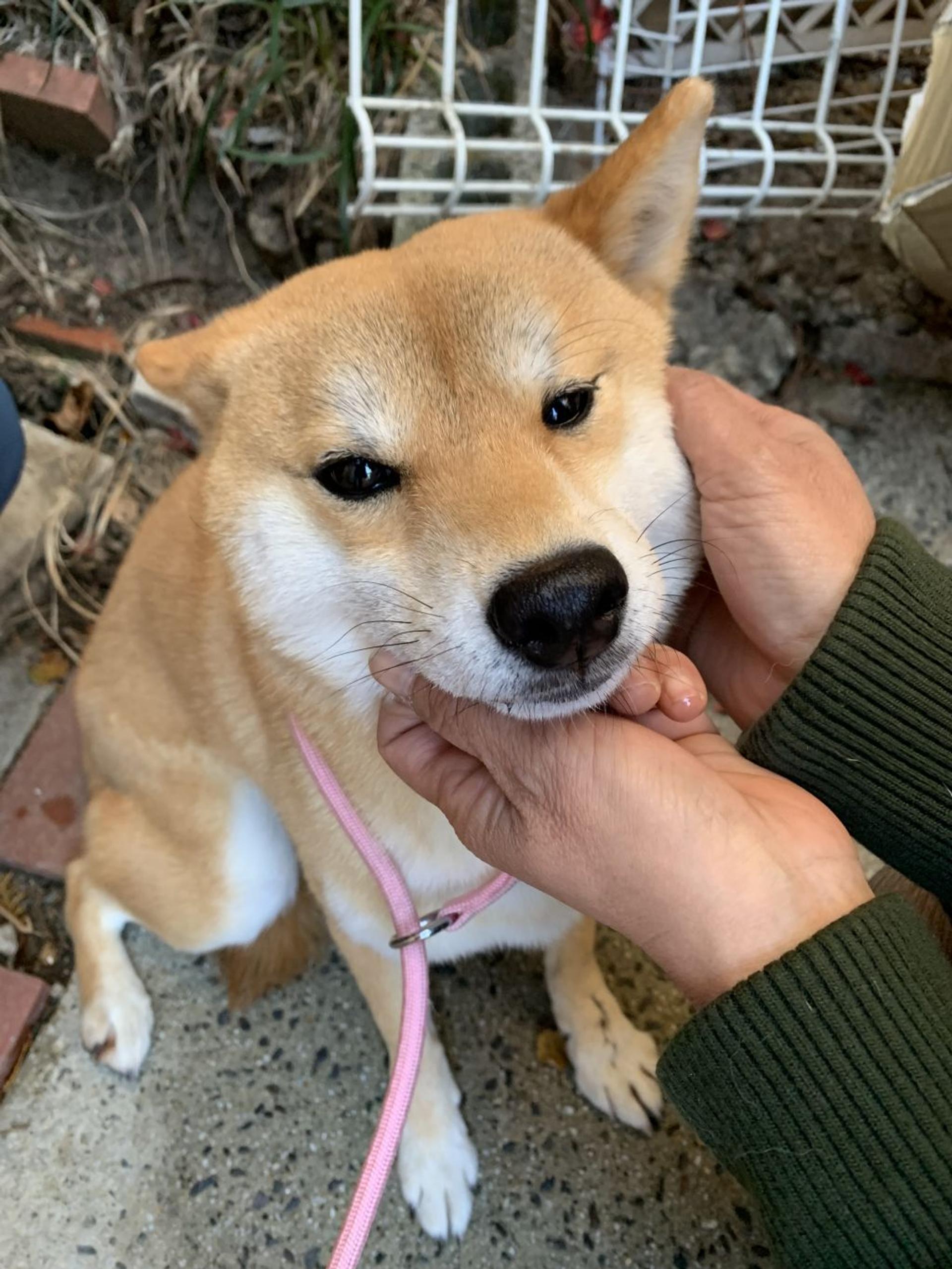 pet-image-2