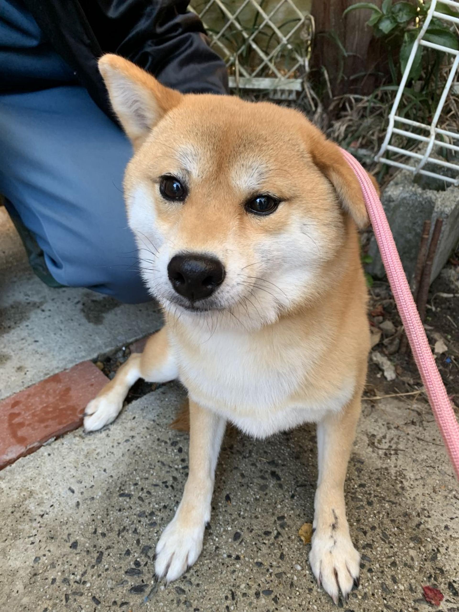 pet-image-3