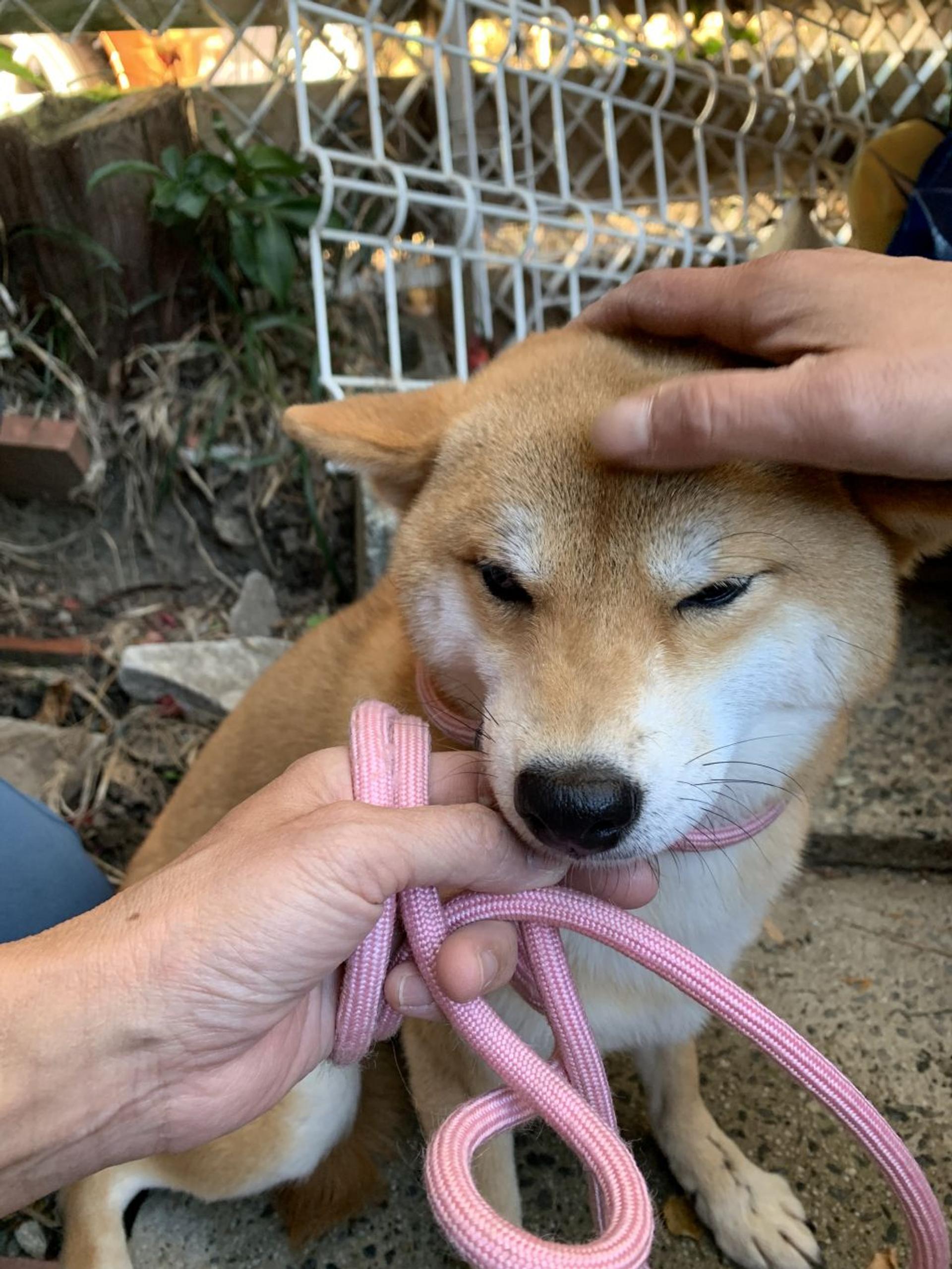 pet-image-4