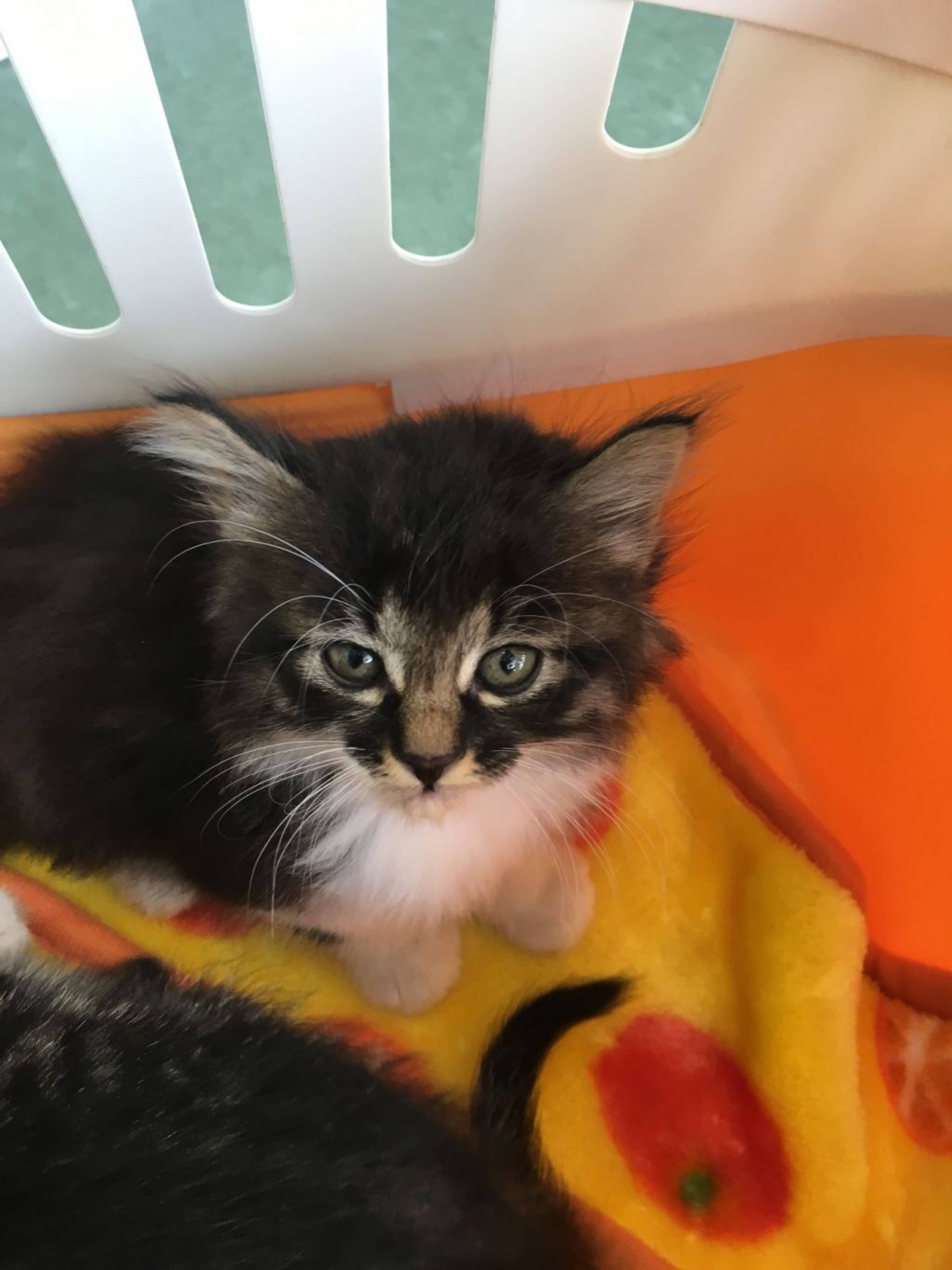 雑種（ミックス猫）・オスの里親募集の写真