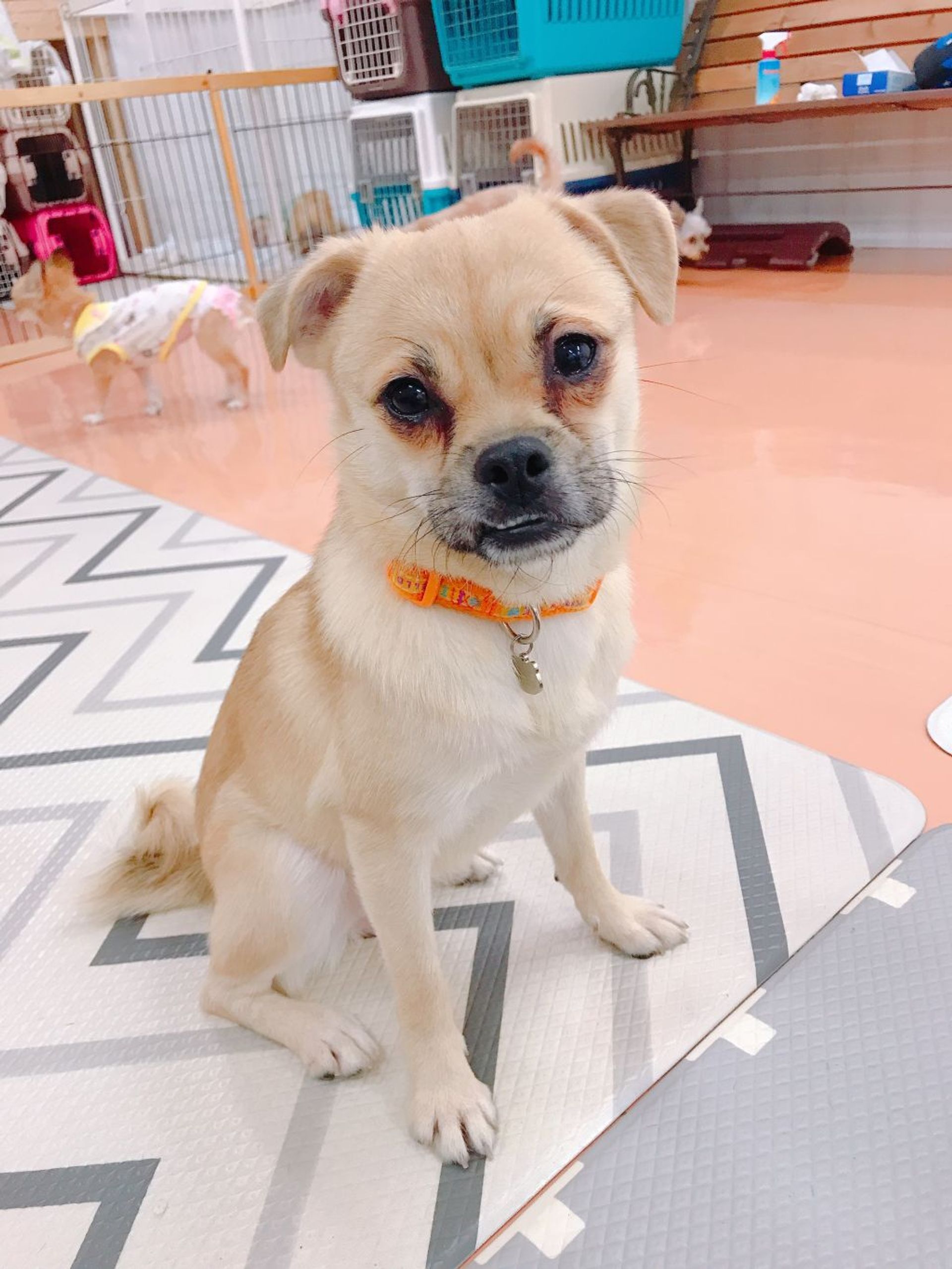 雑種（ミックス犬）・メスの里親募集の写真