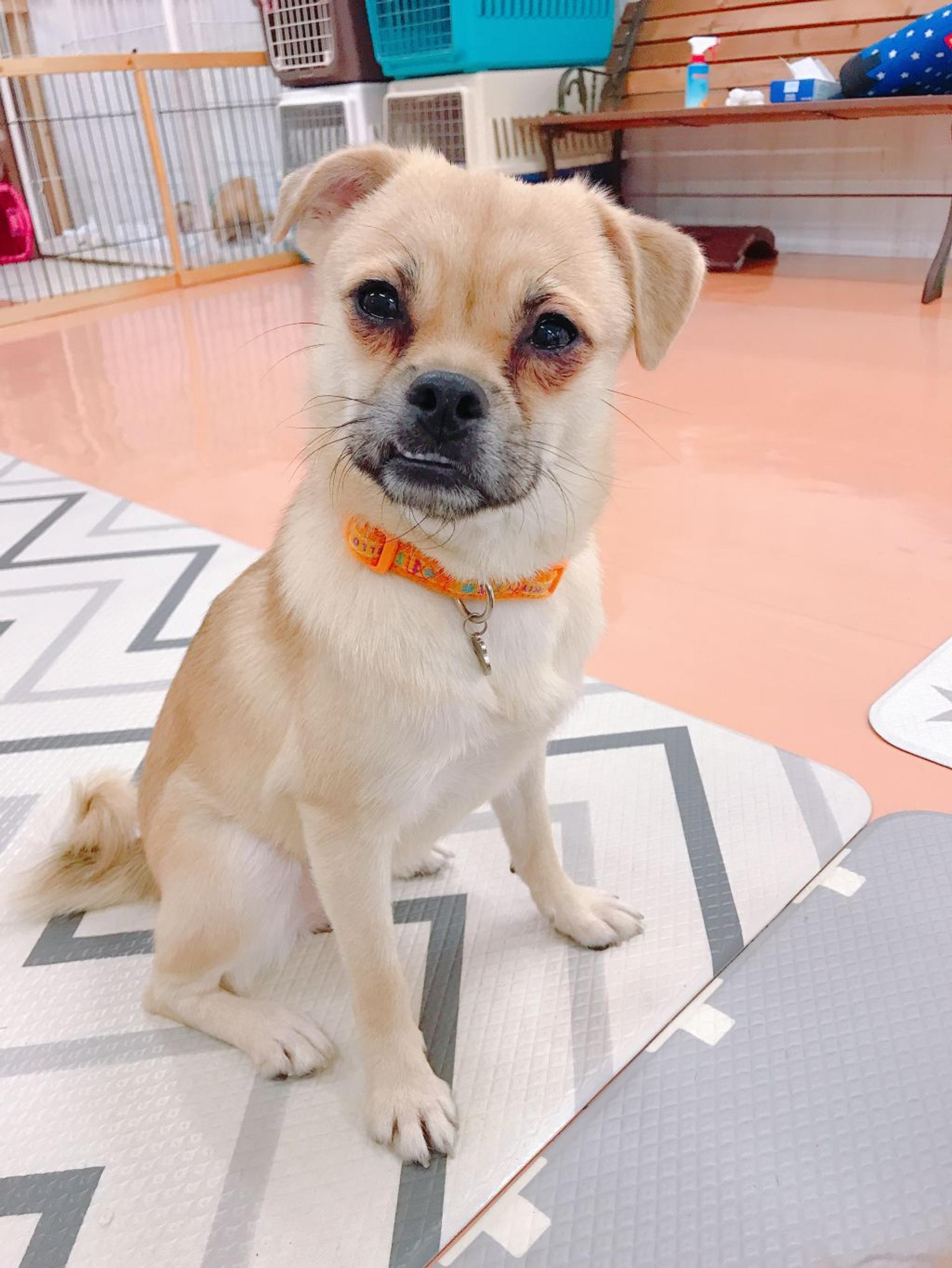 pet-image-2