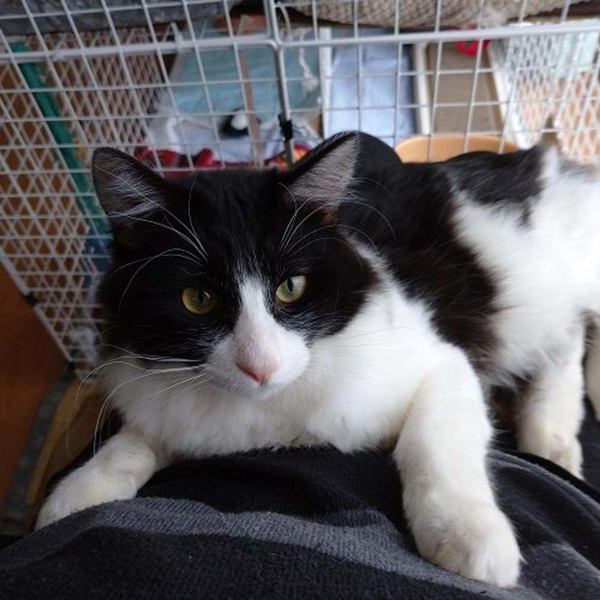 pet-image-2