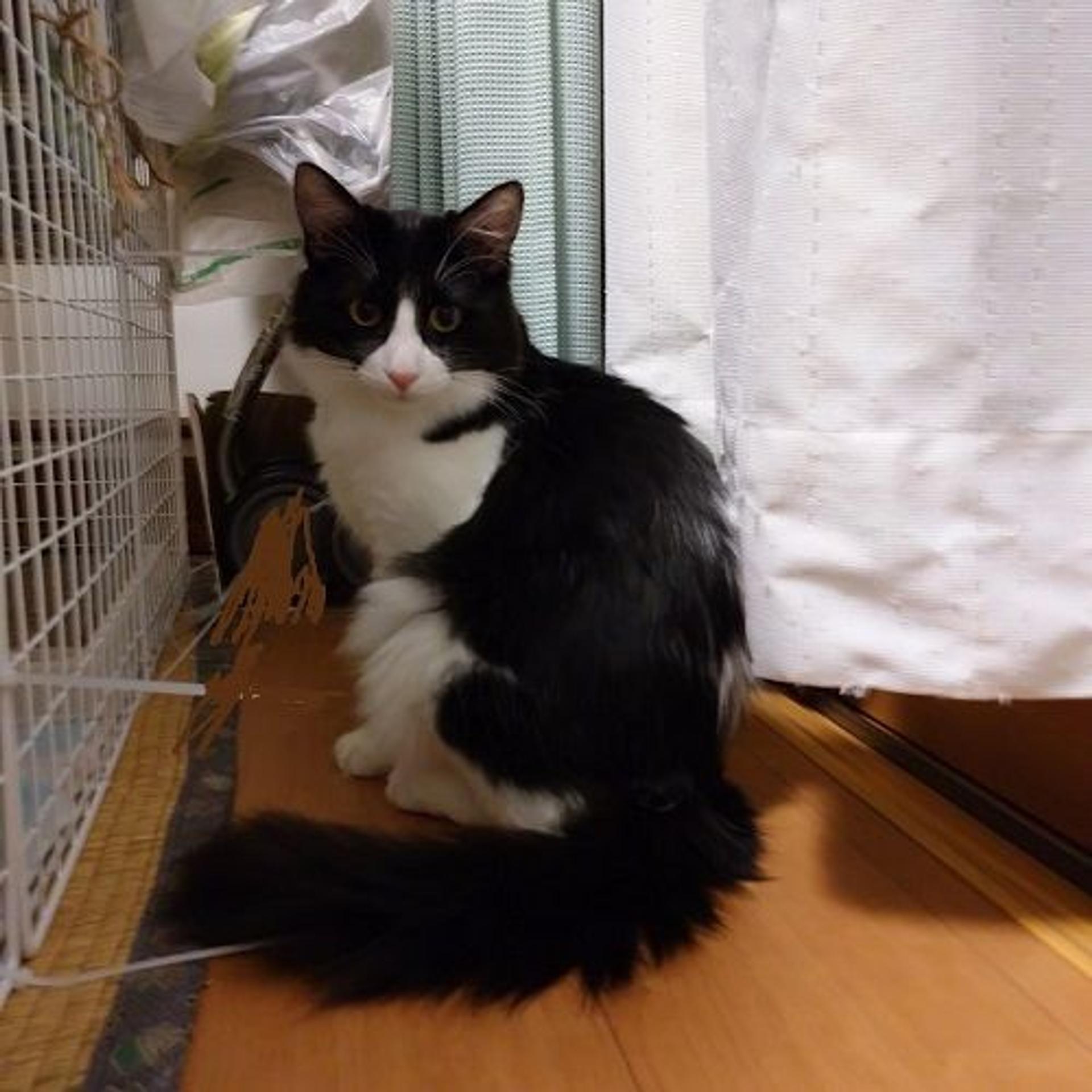 pet-image-3