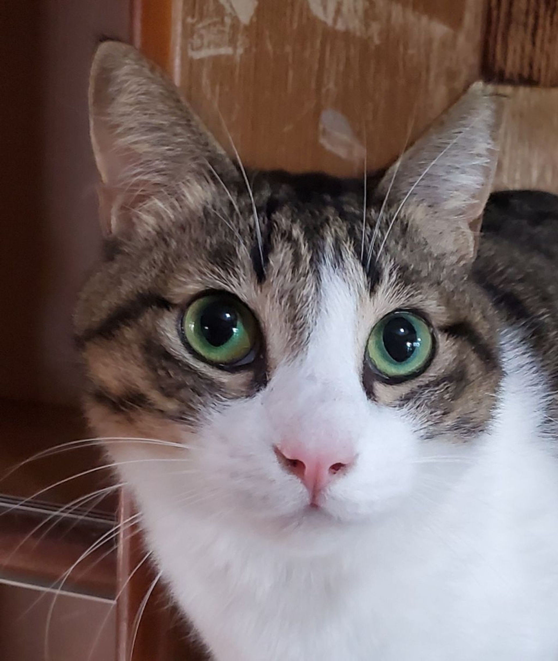 雑種（ミックス猫）・オスの里親募集の写真