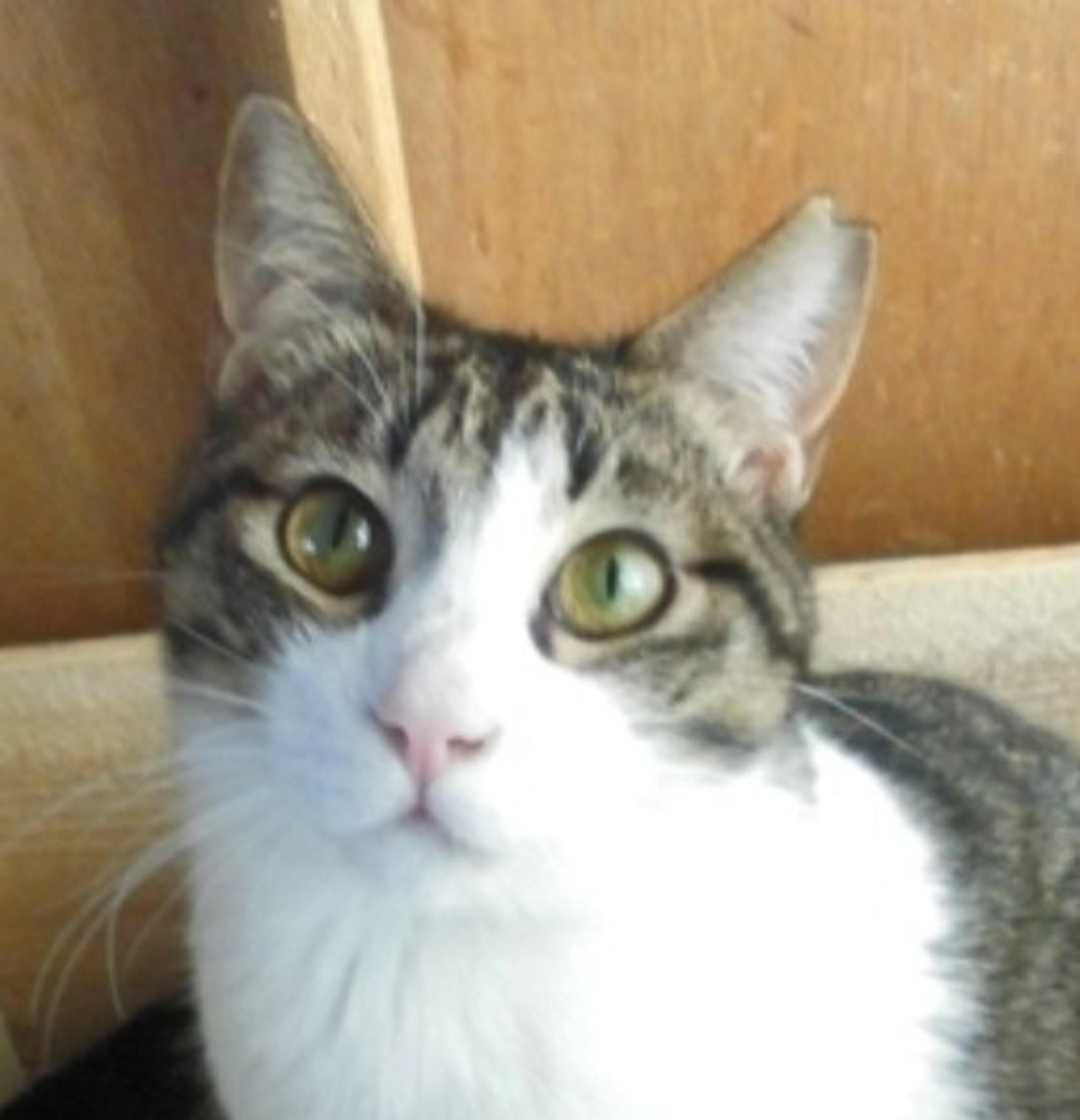 pet-image-3