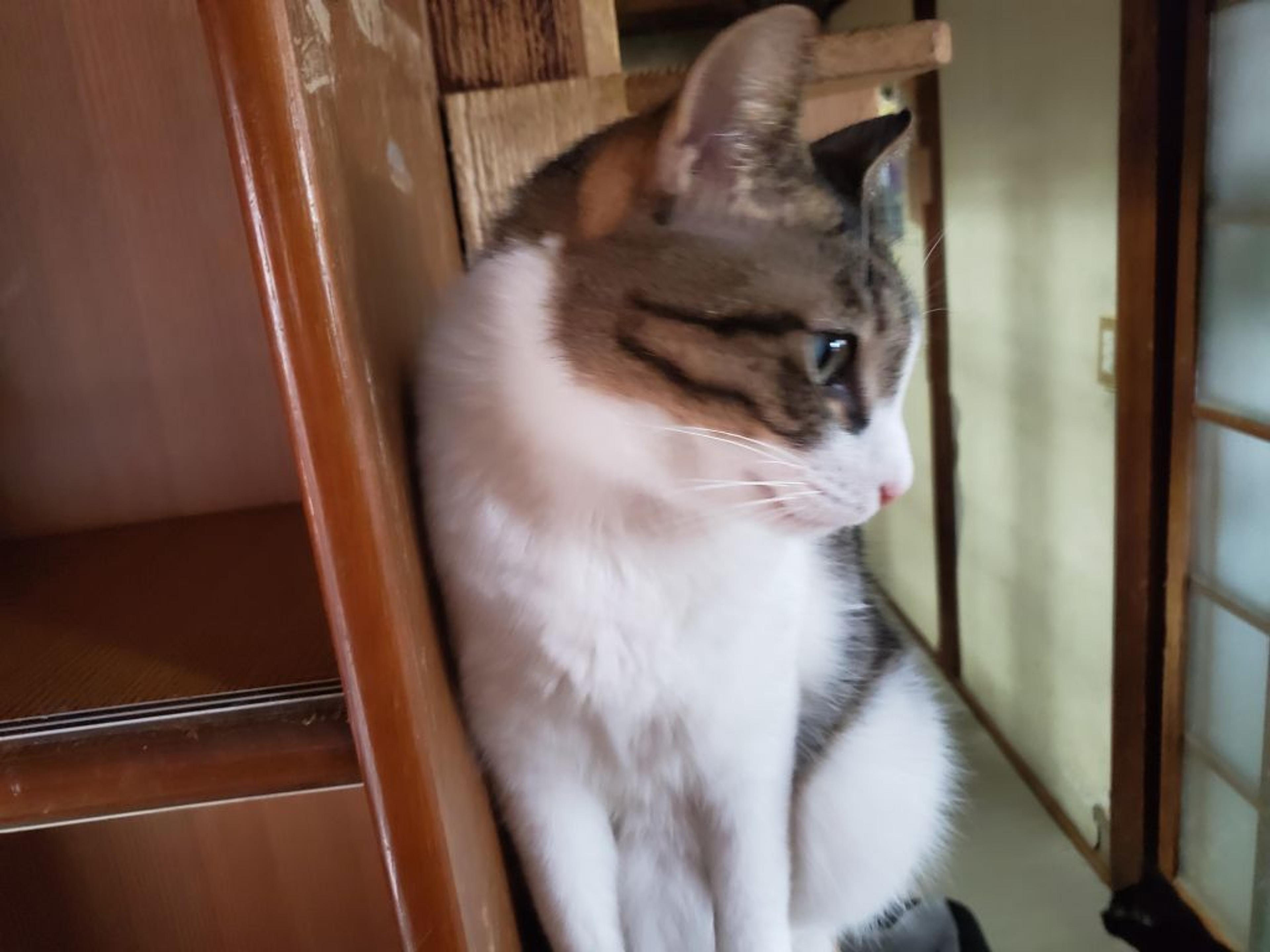 pet-image-4