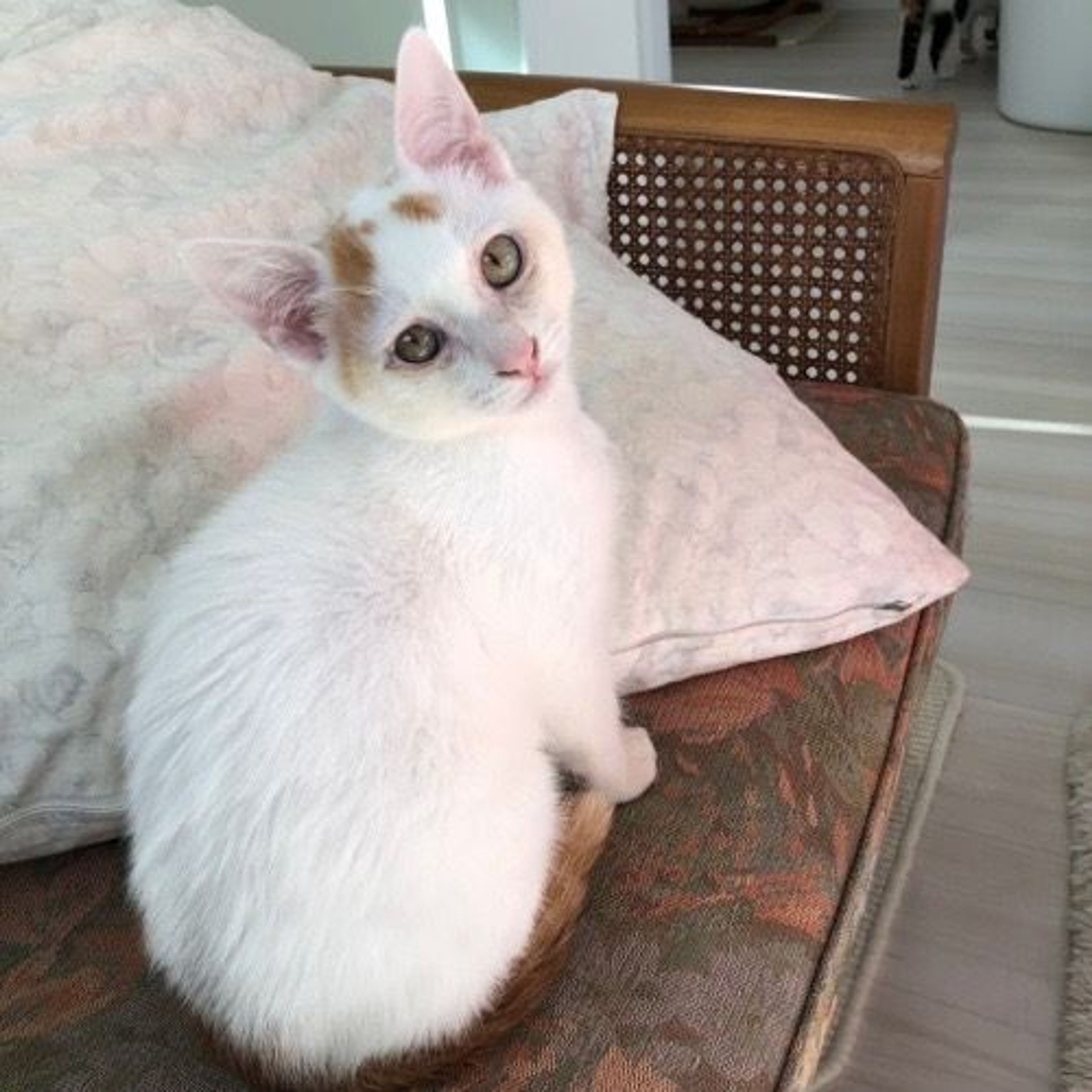pet-image-3