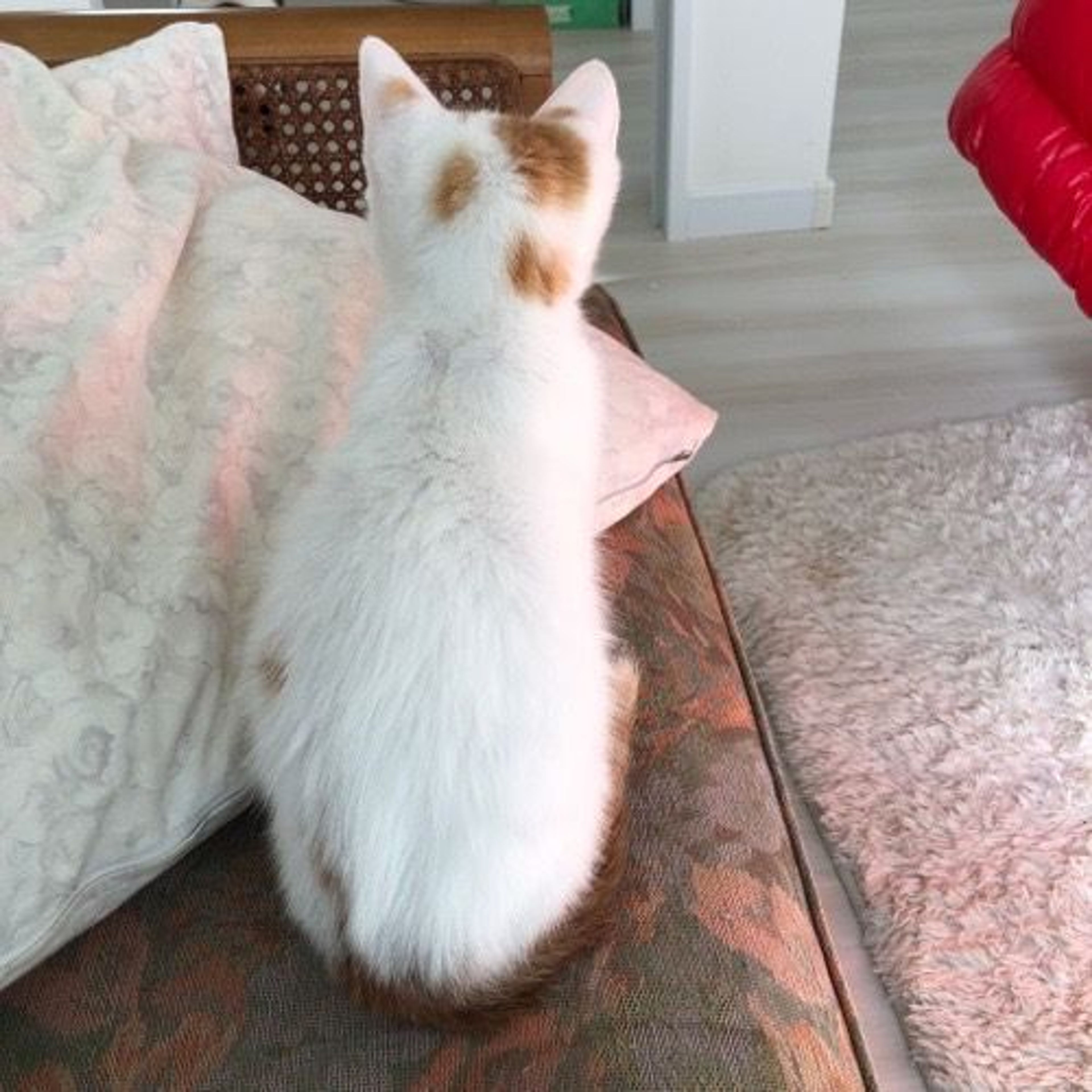 pet-image-4