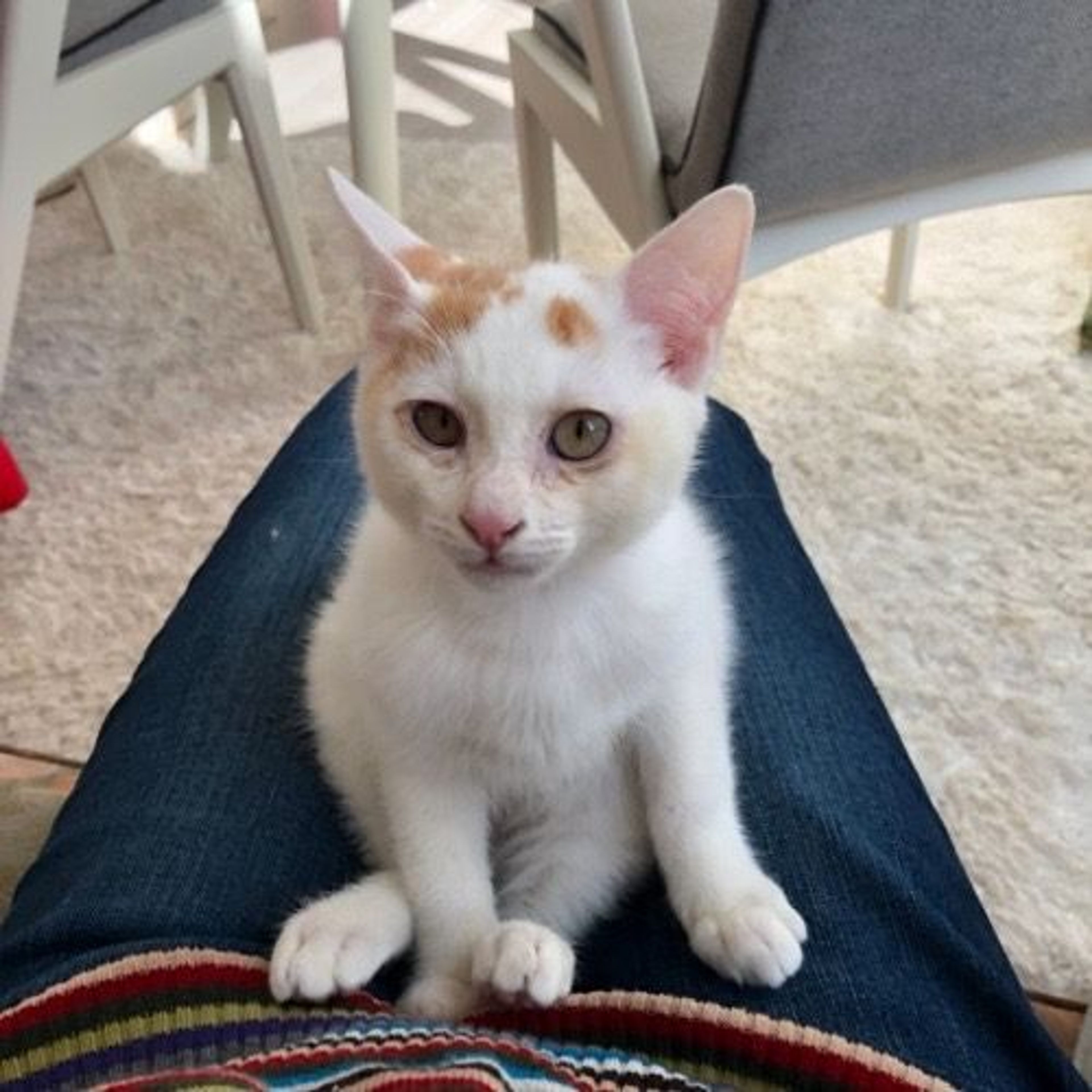 pet-image-5