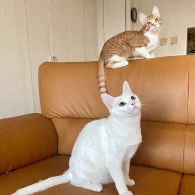 佳純&翔平の写真