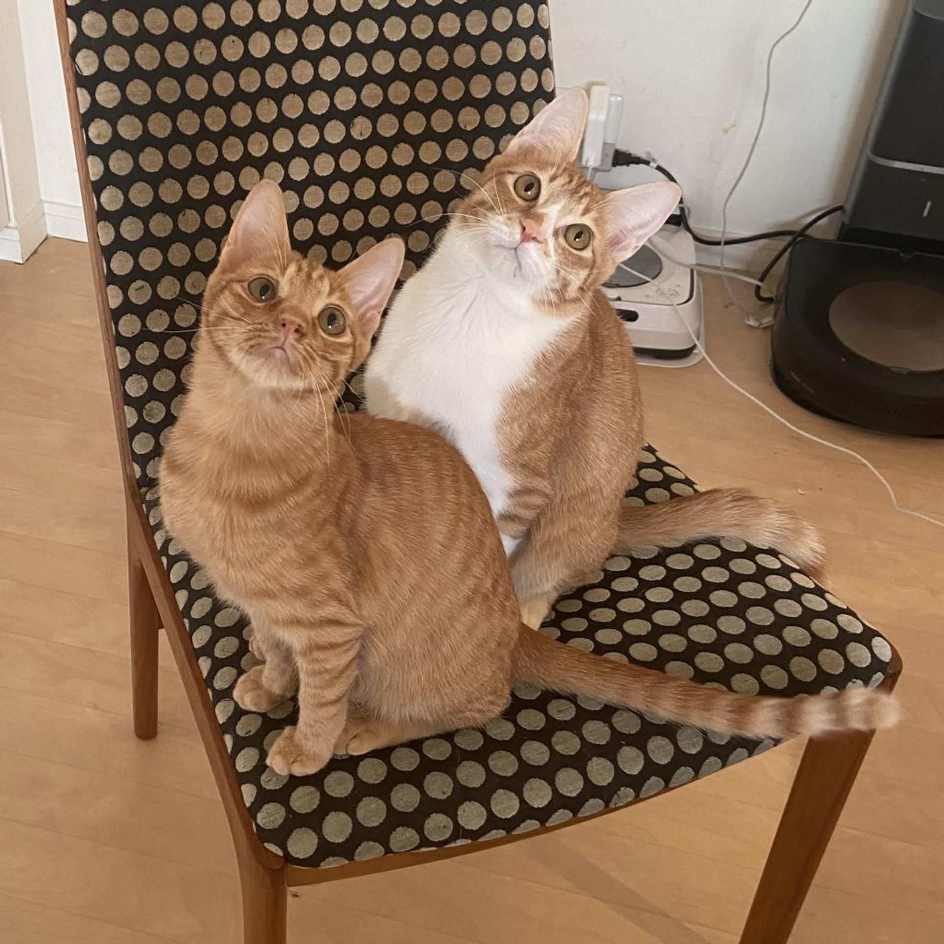 pet-image-4