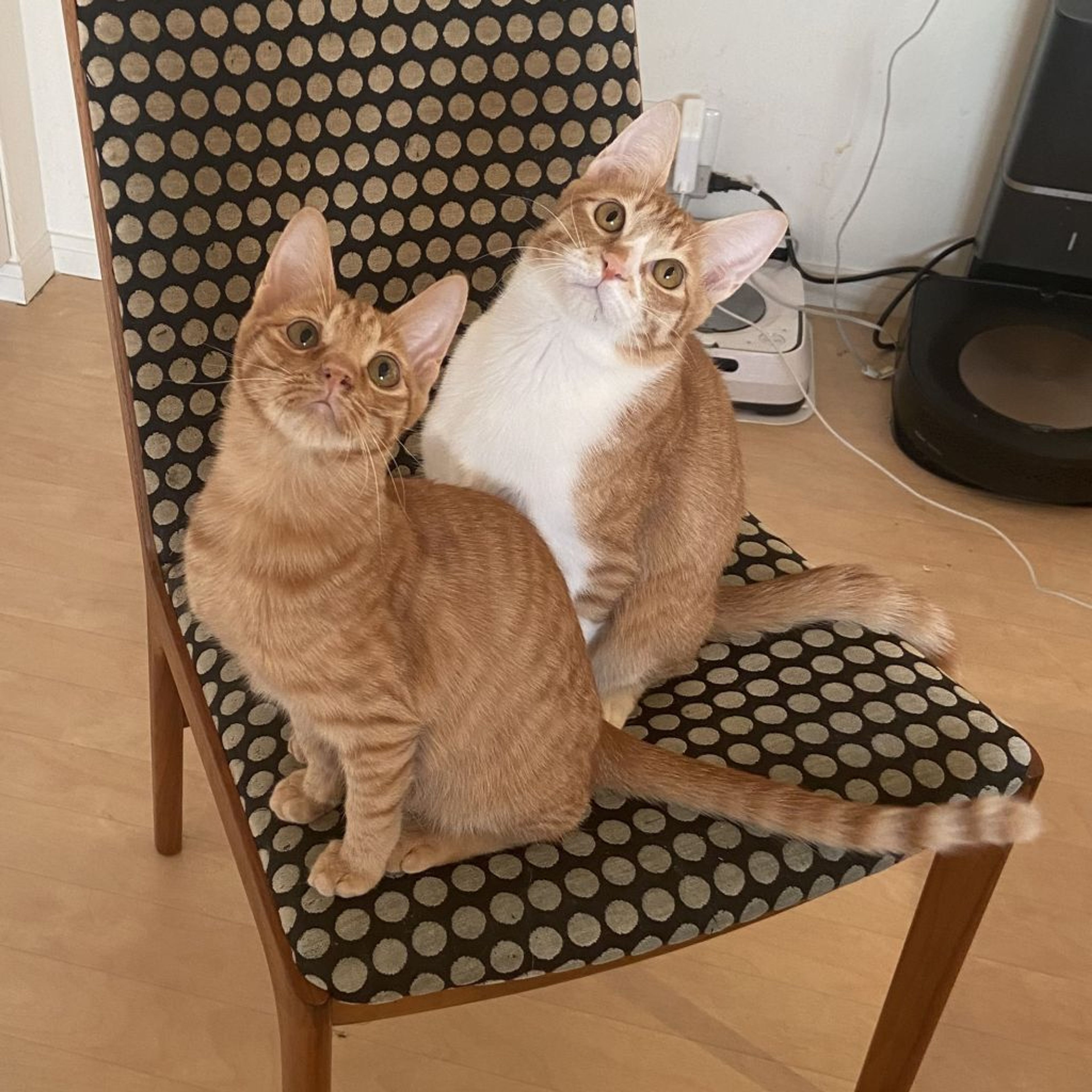 pet-image-4