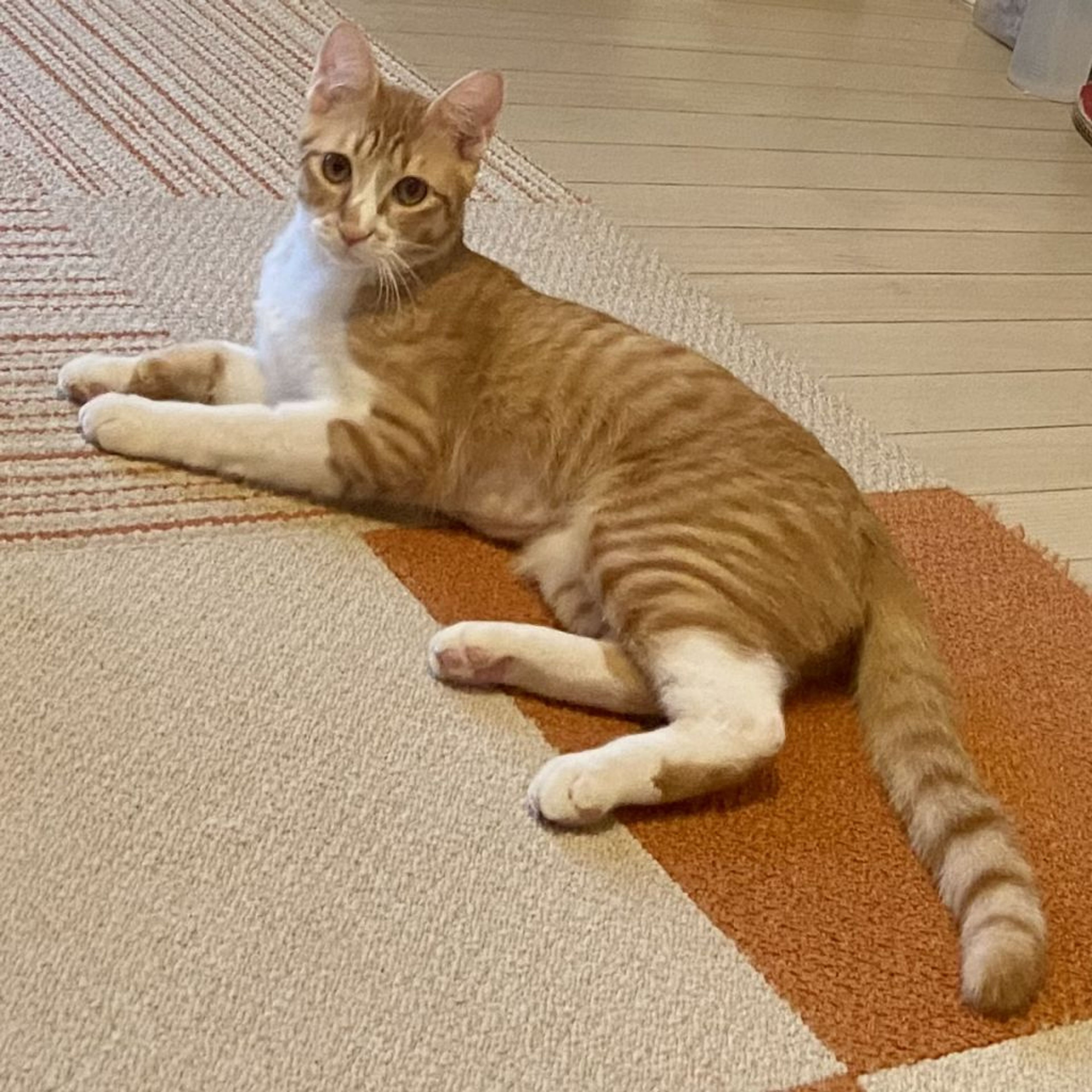 pet-image-5