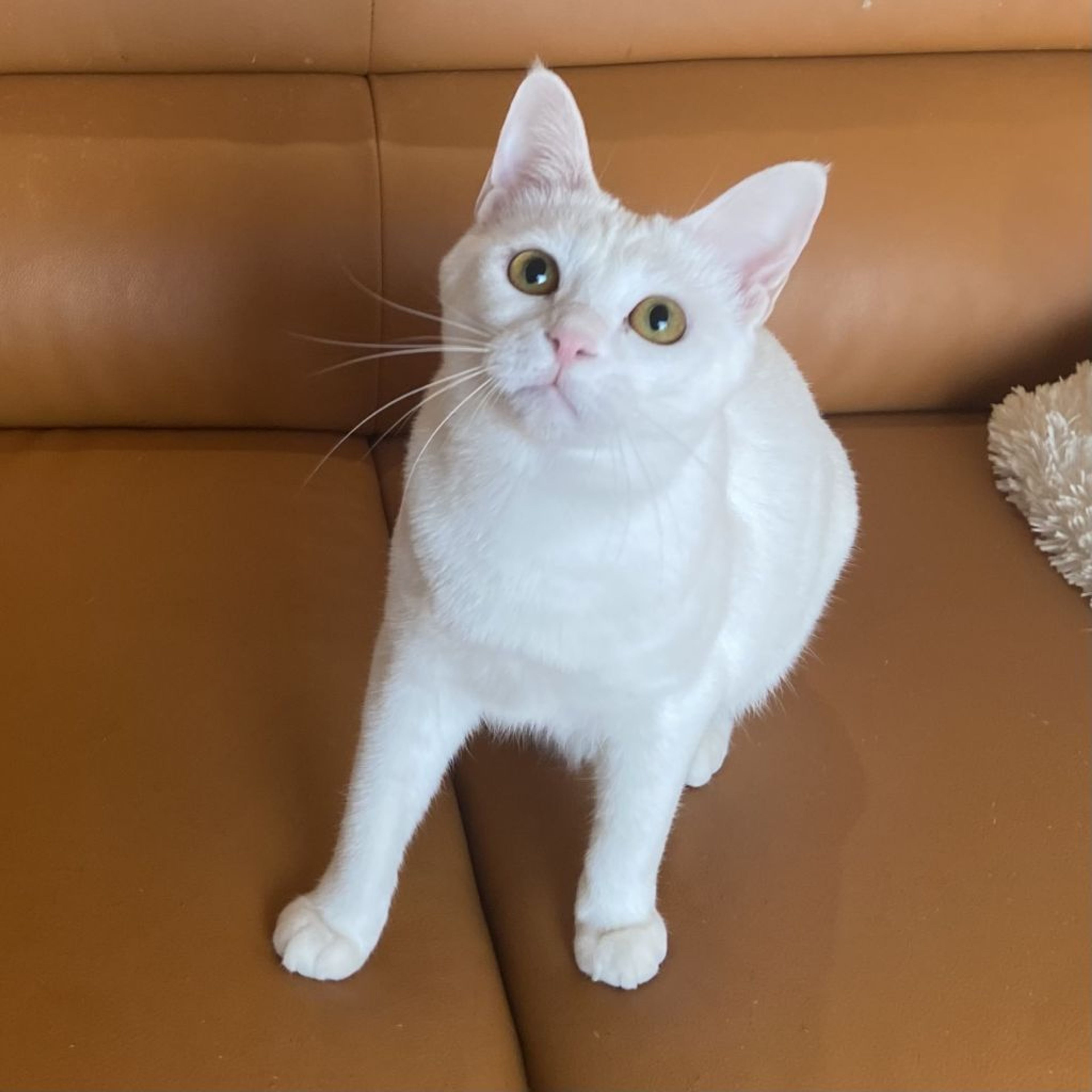 pet-image-6