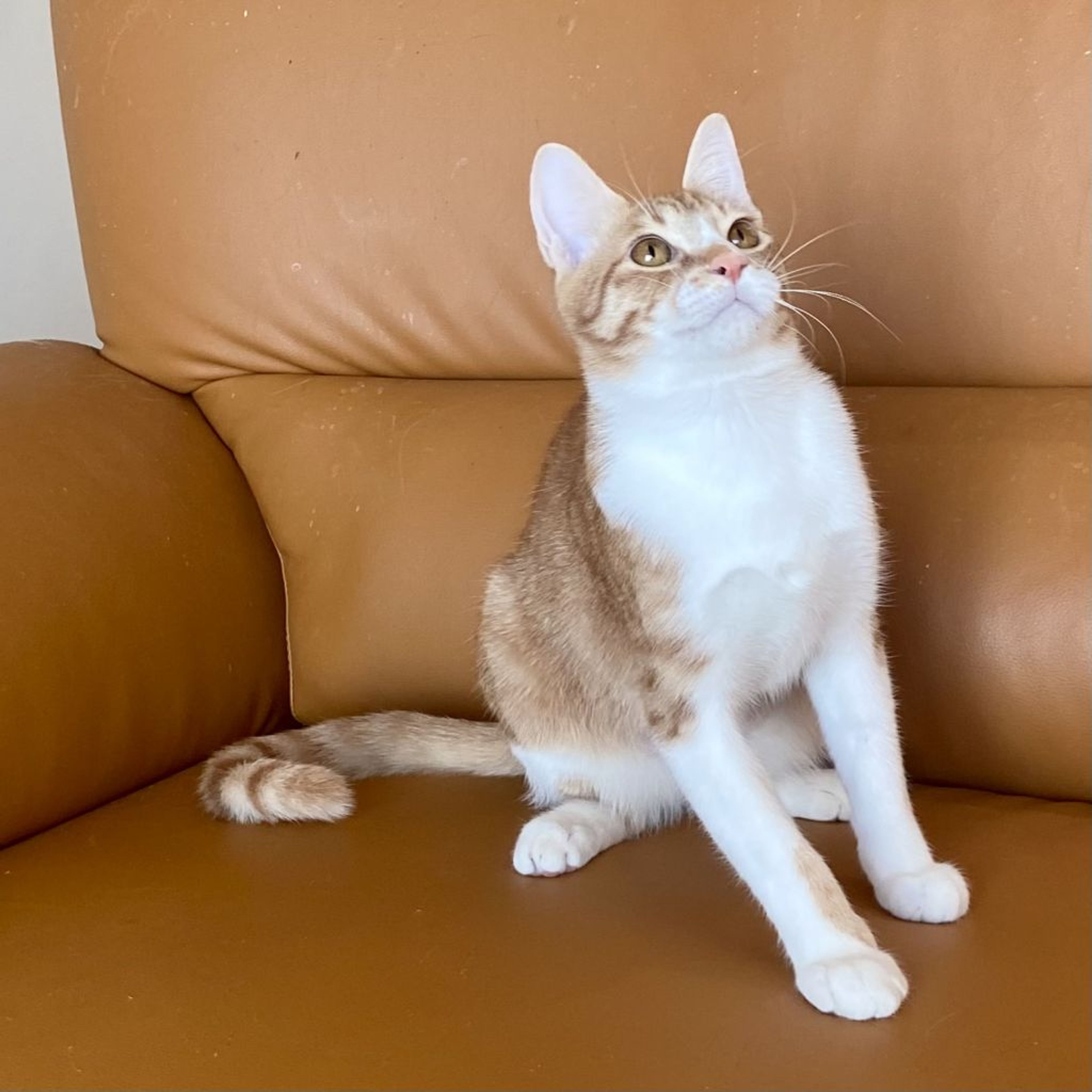 pet-image-7