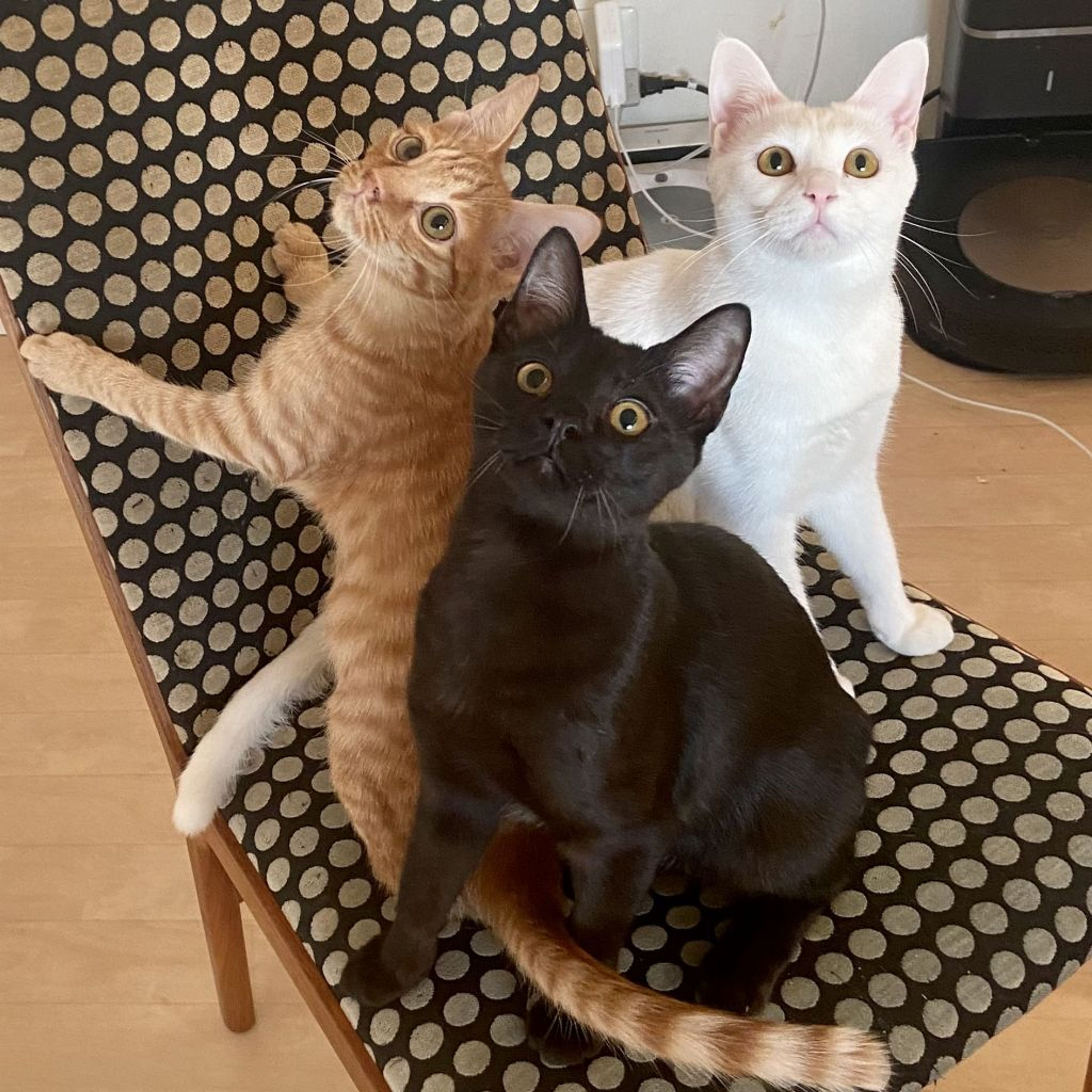 pet-image-8