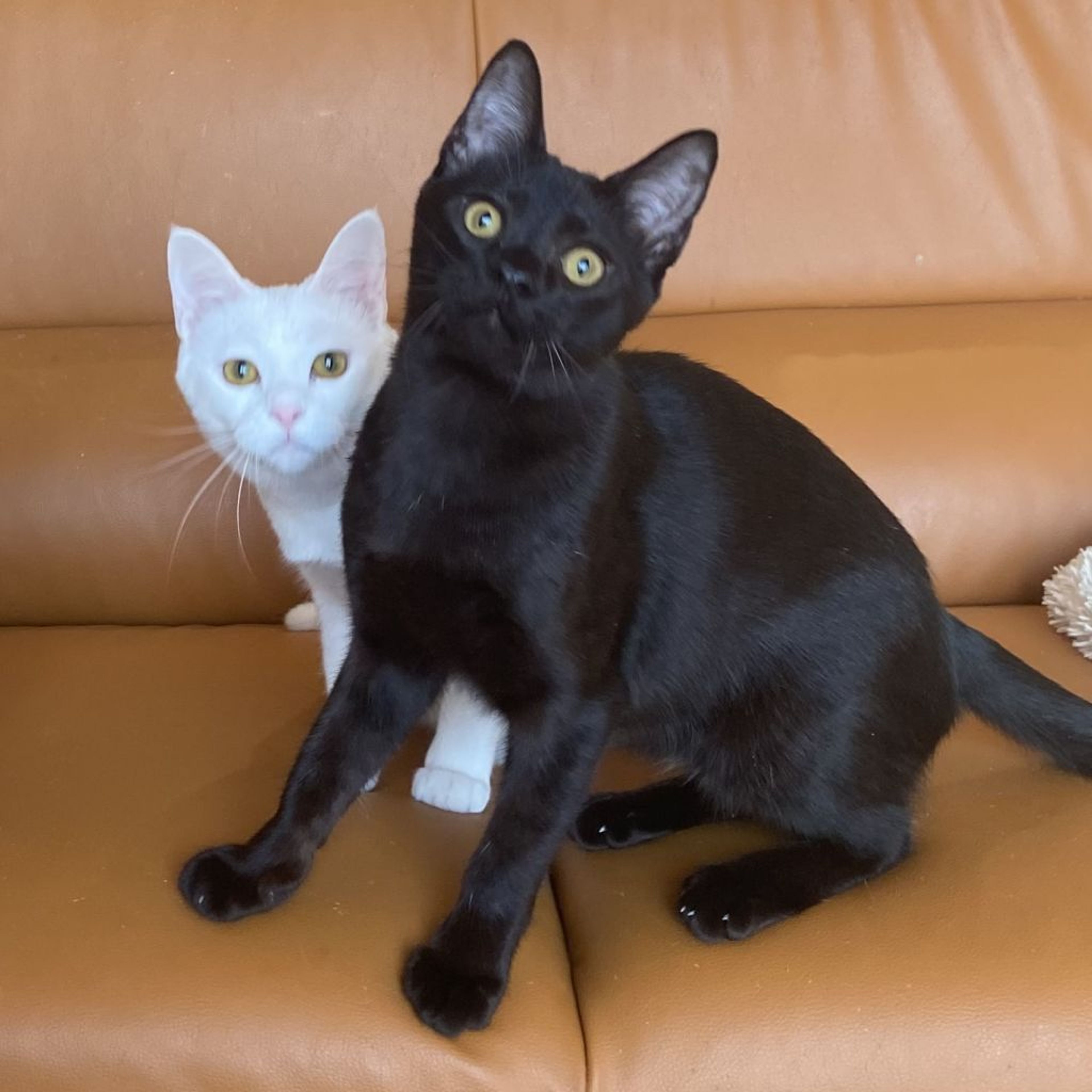 pet-image-9