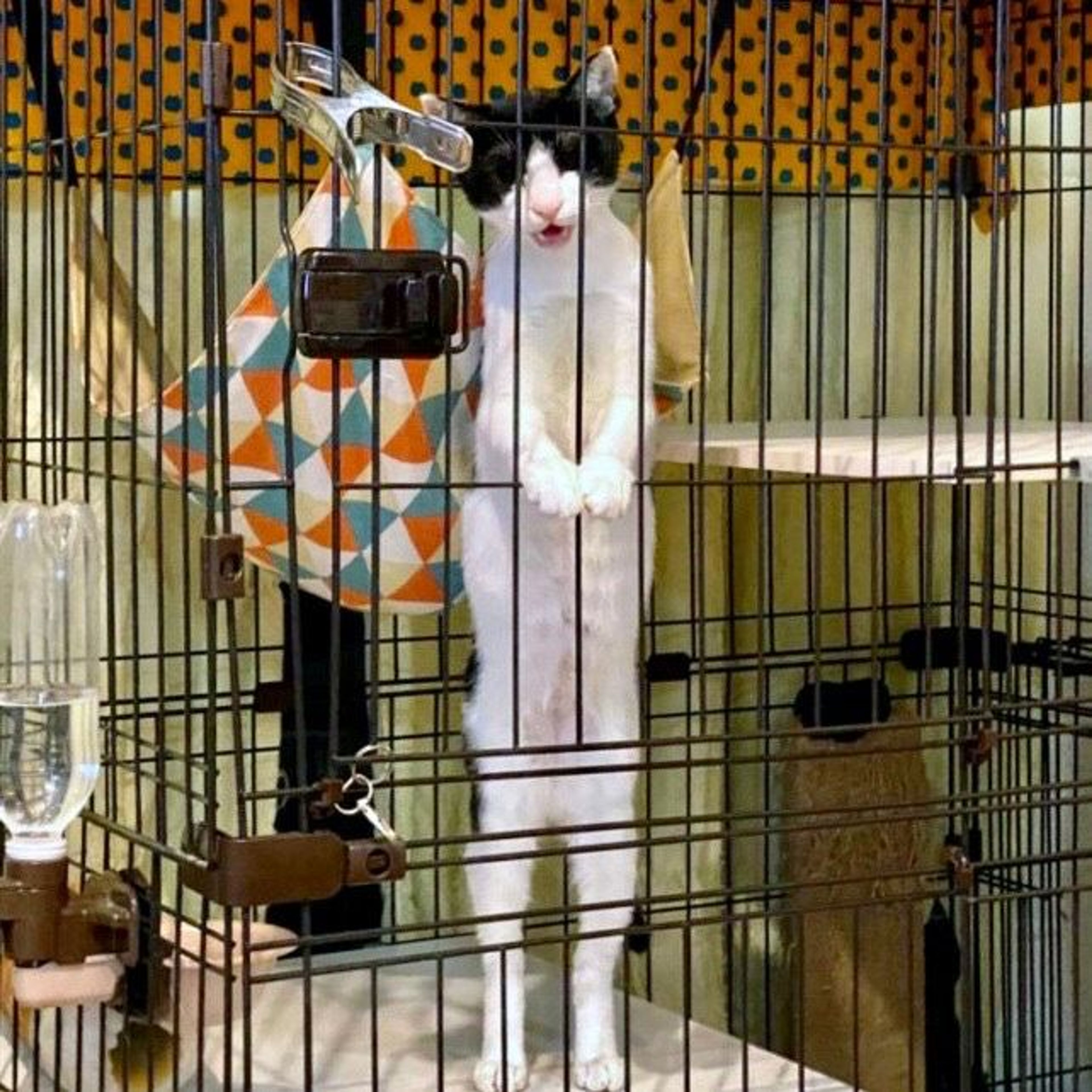 pet-image-9