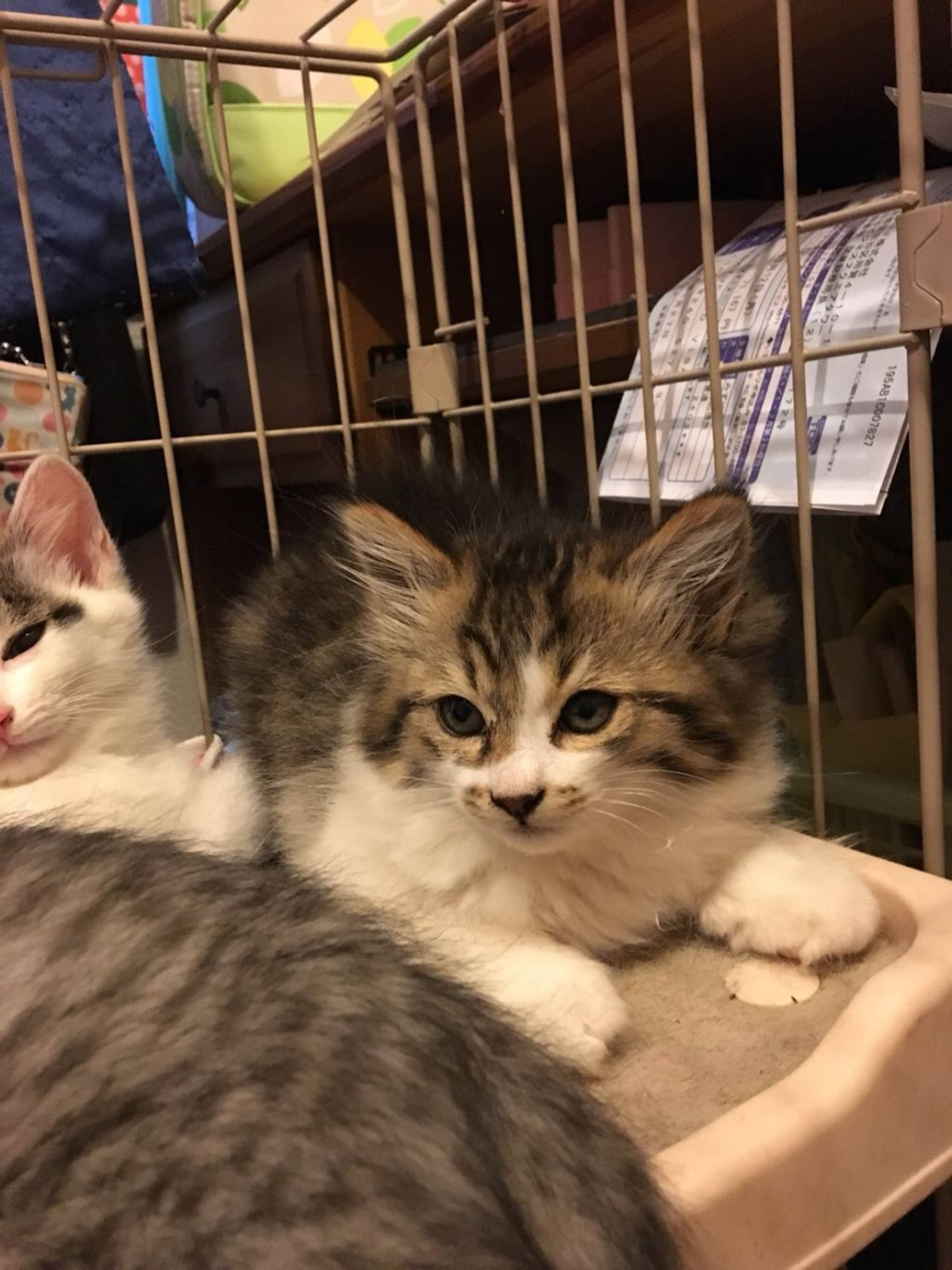 雑種（ミックス猫）・メスの里親募集の写真