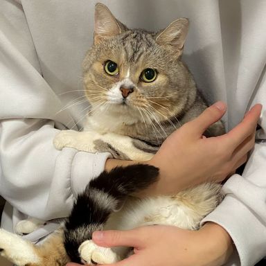 つしま