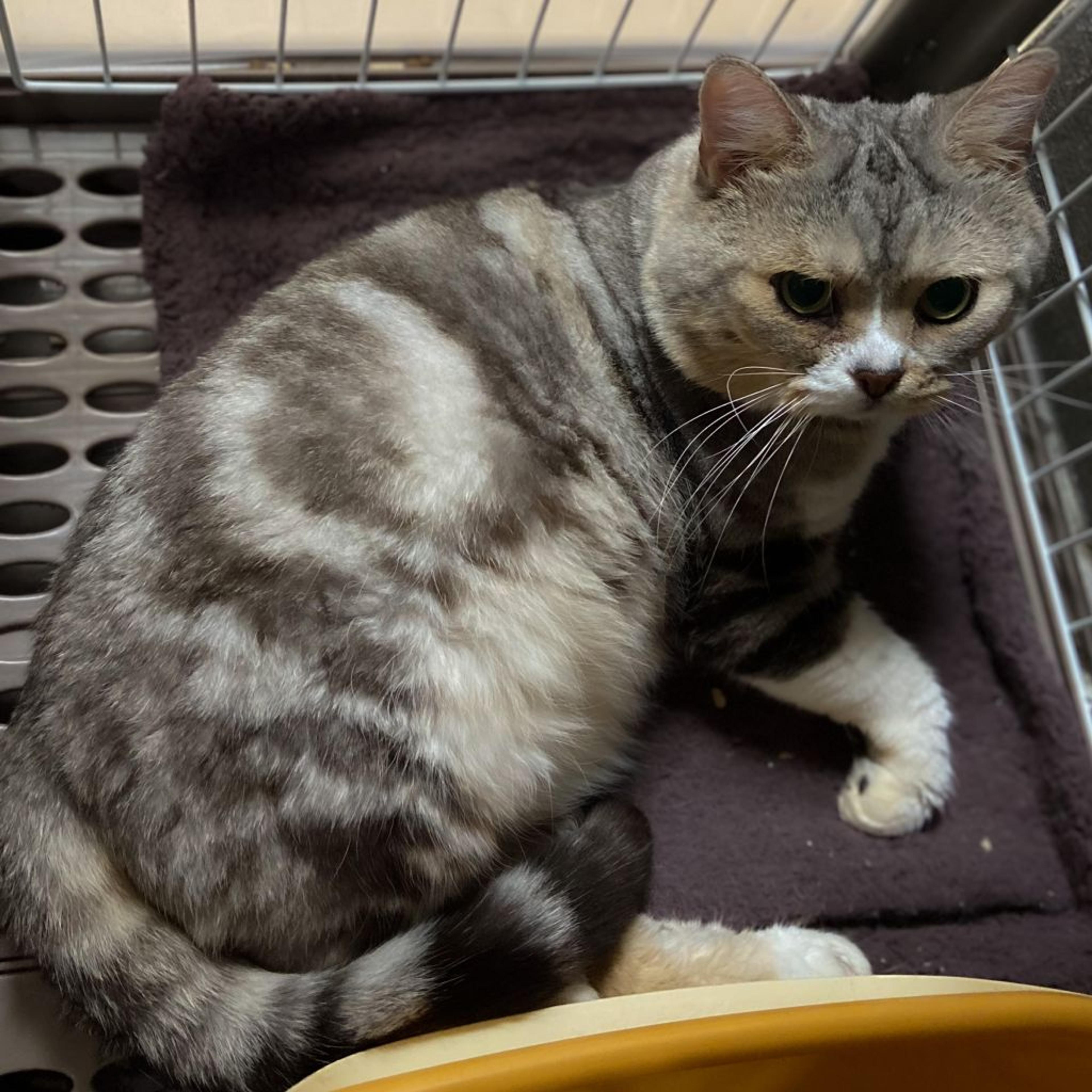 pet-image-3