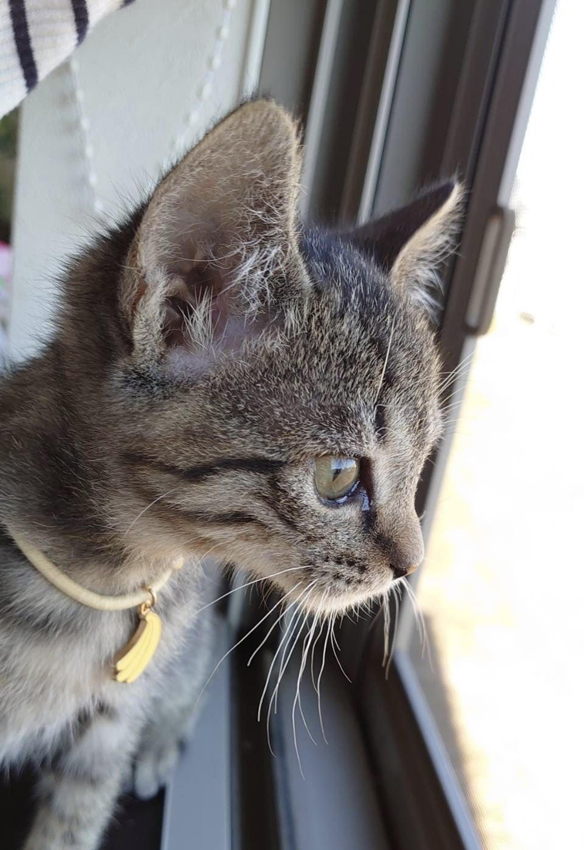pet-image-4
