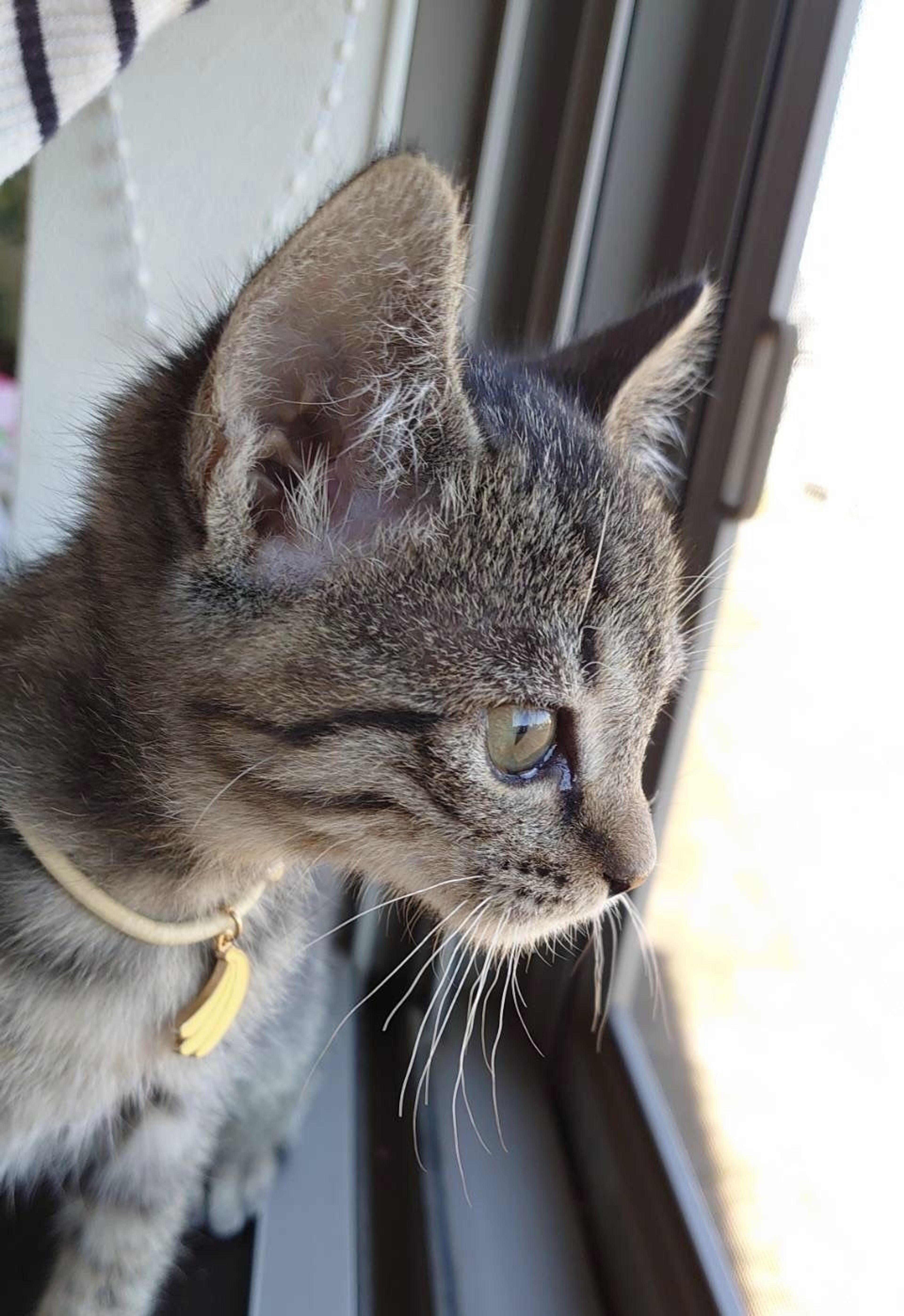pet-image-4