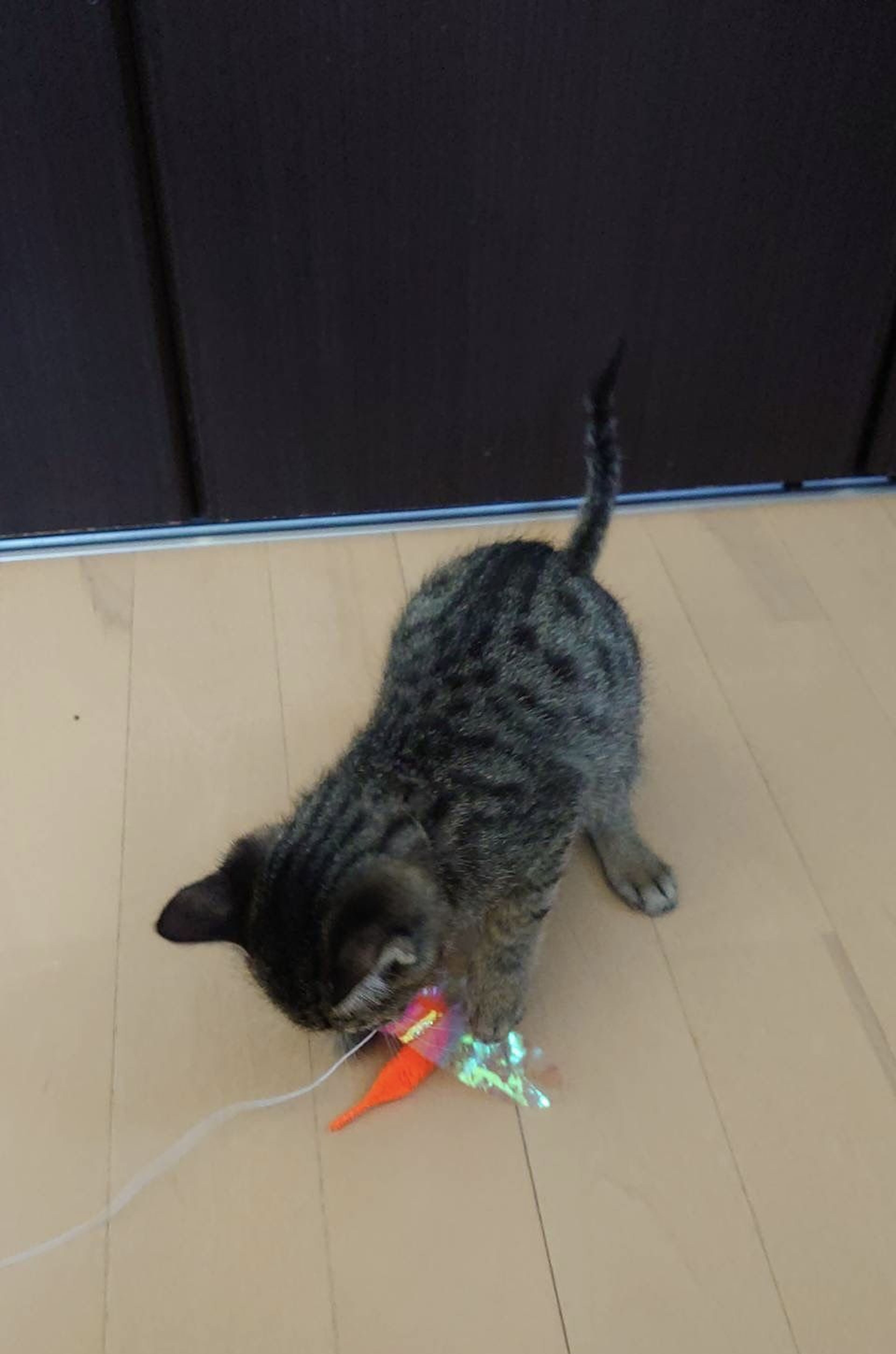 pet-image-5