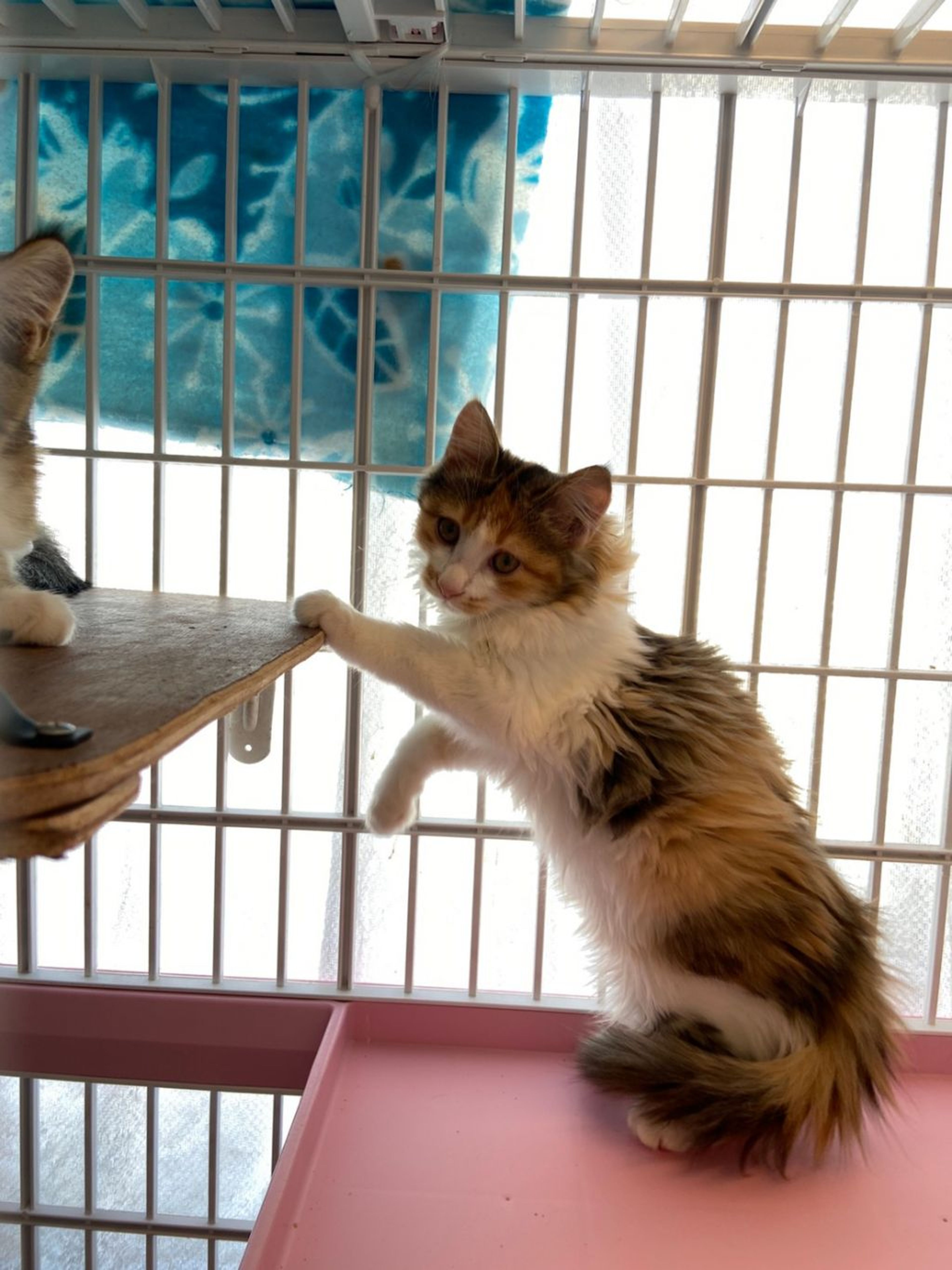 pet-image-2