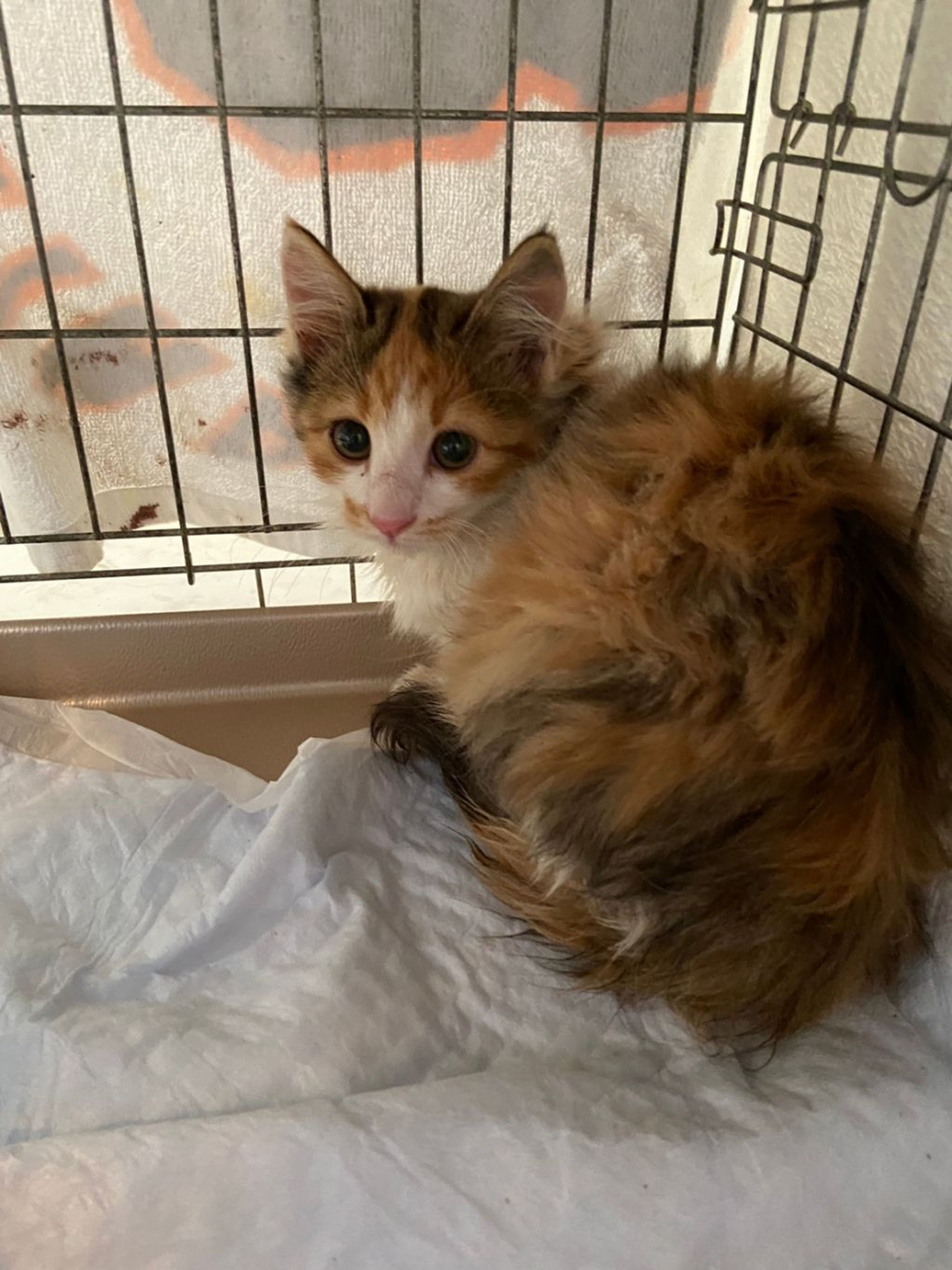 pet-image-4