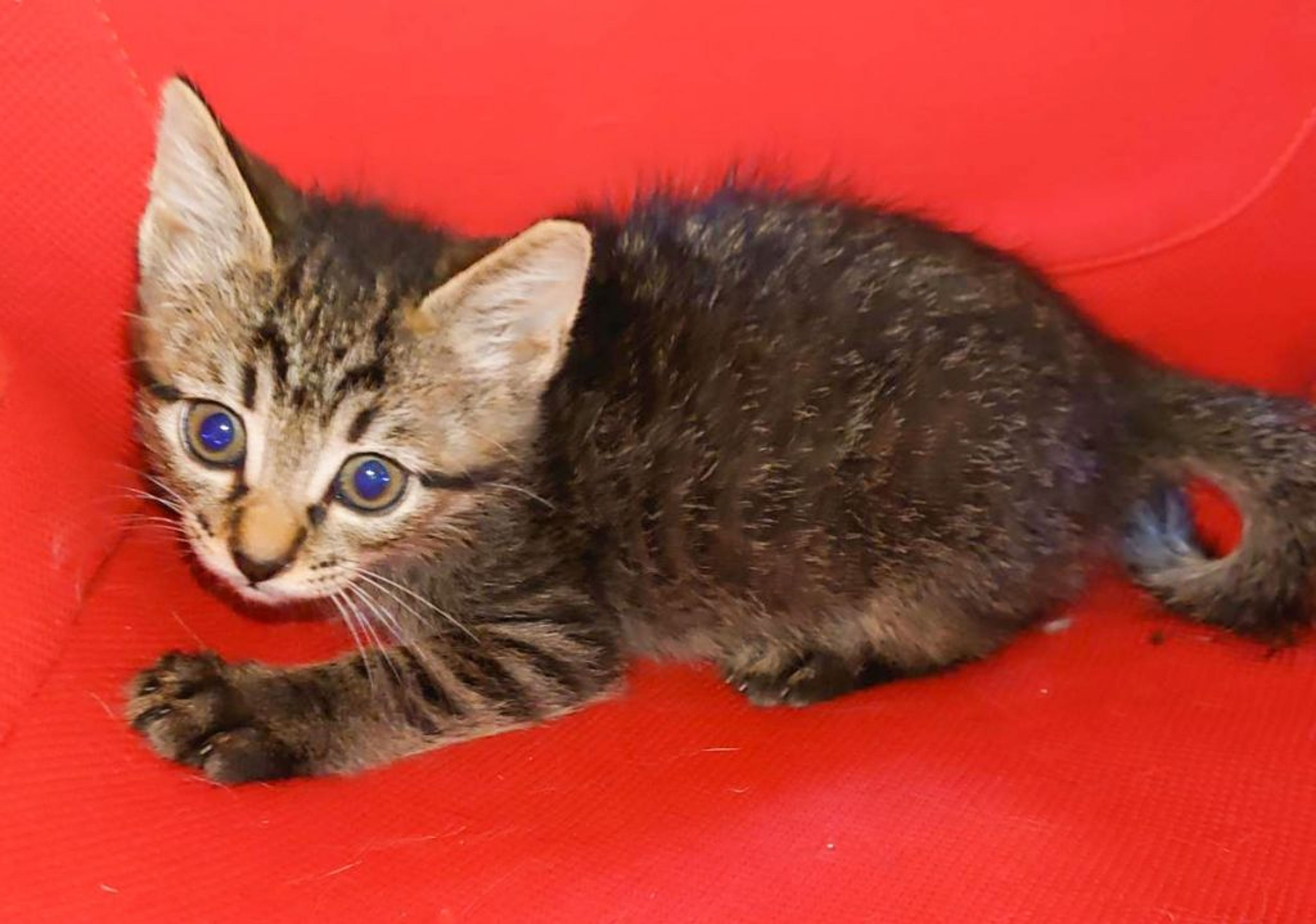 pet-image-2