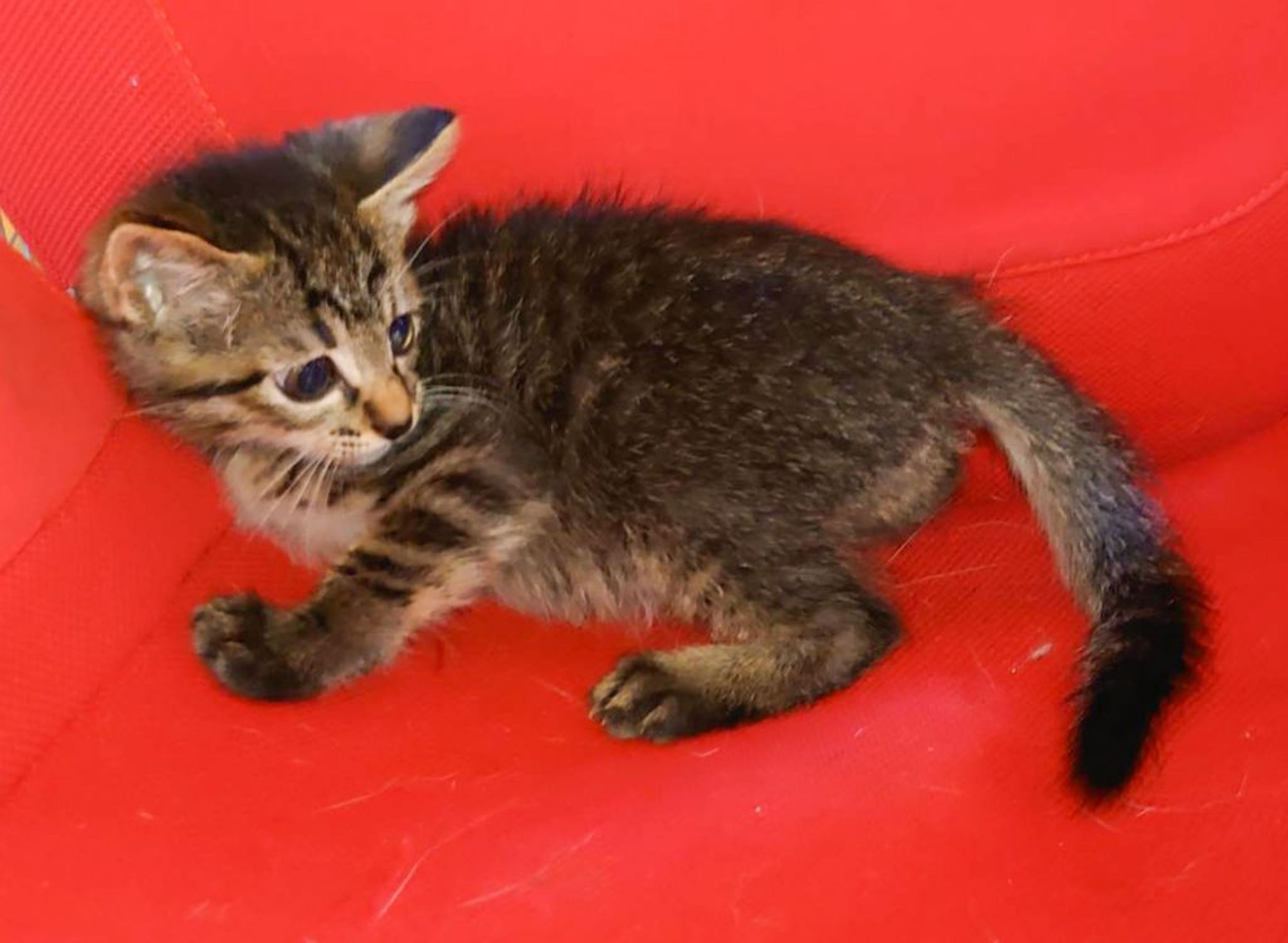 pet-image-4