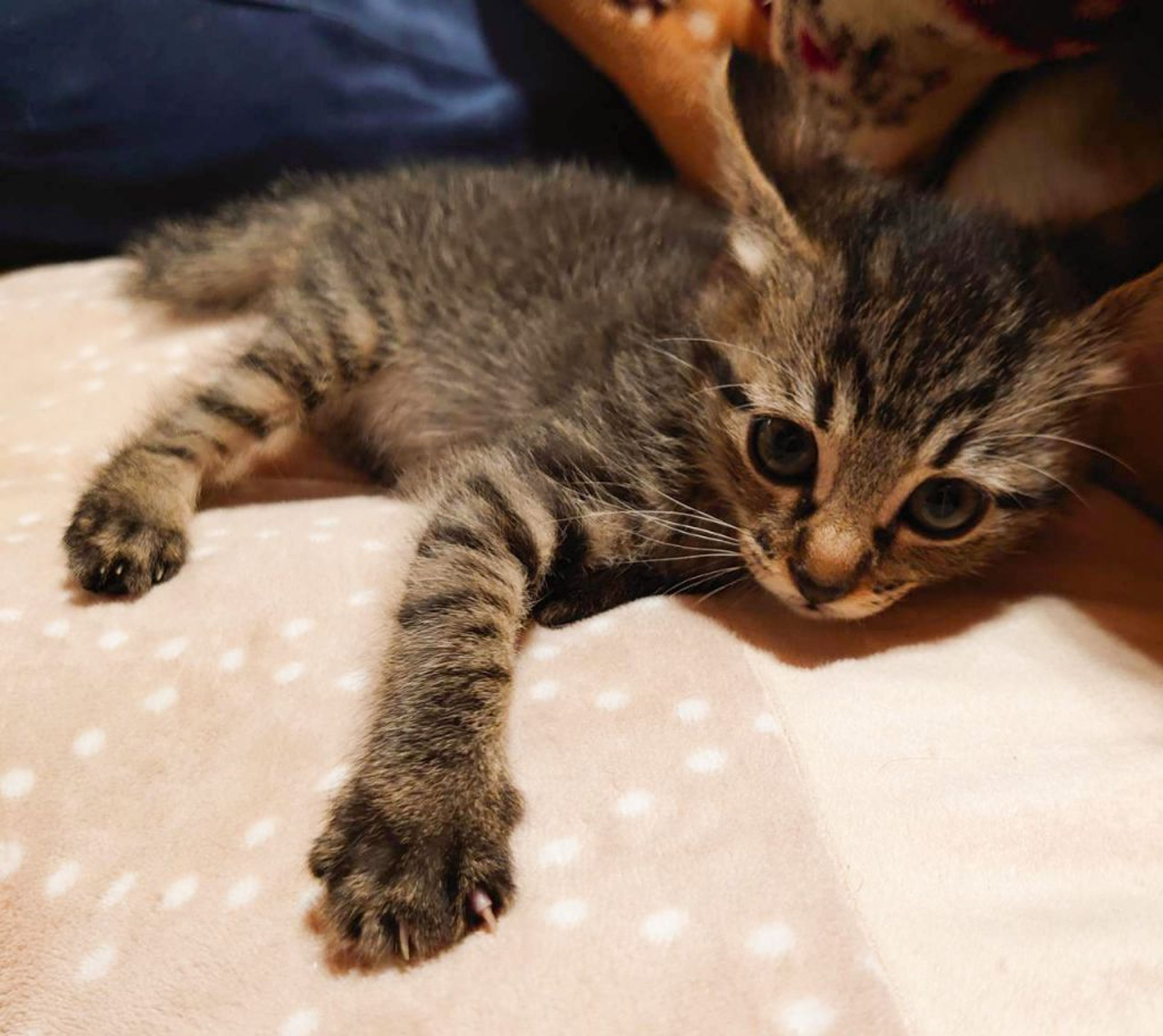 pet-image-5