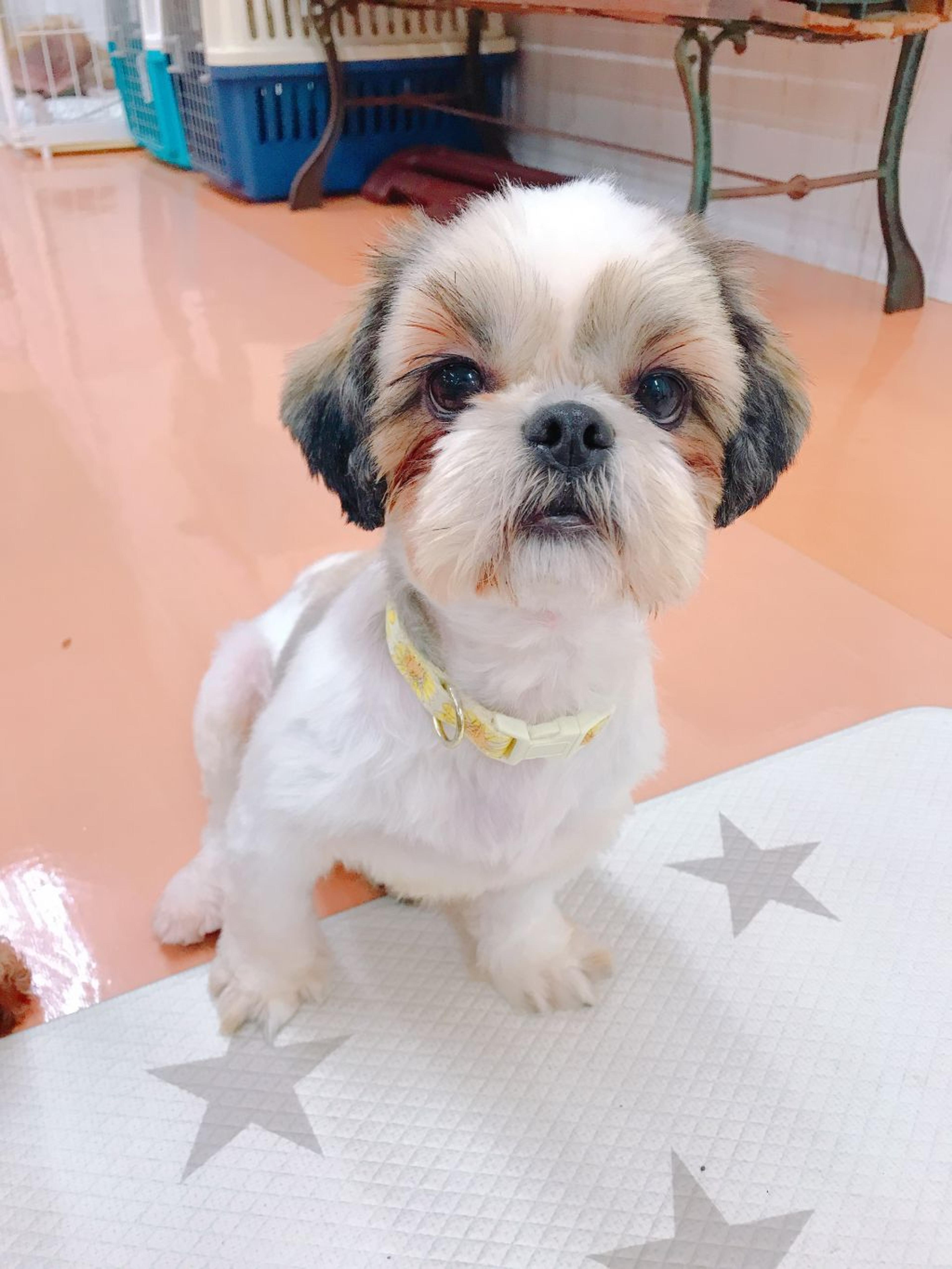 pet-image-2