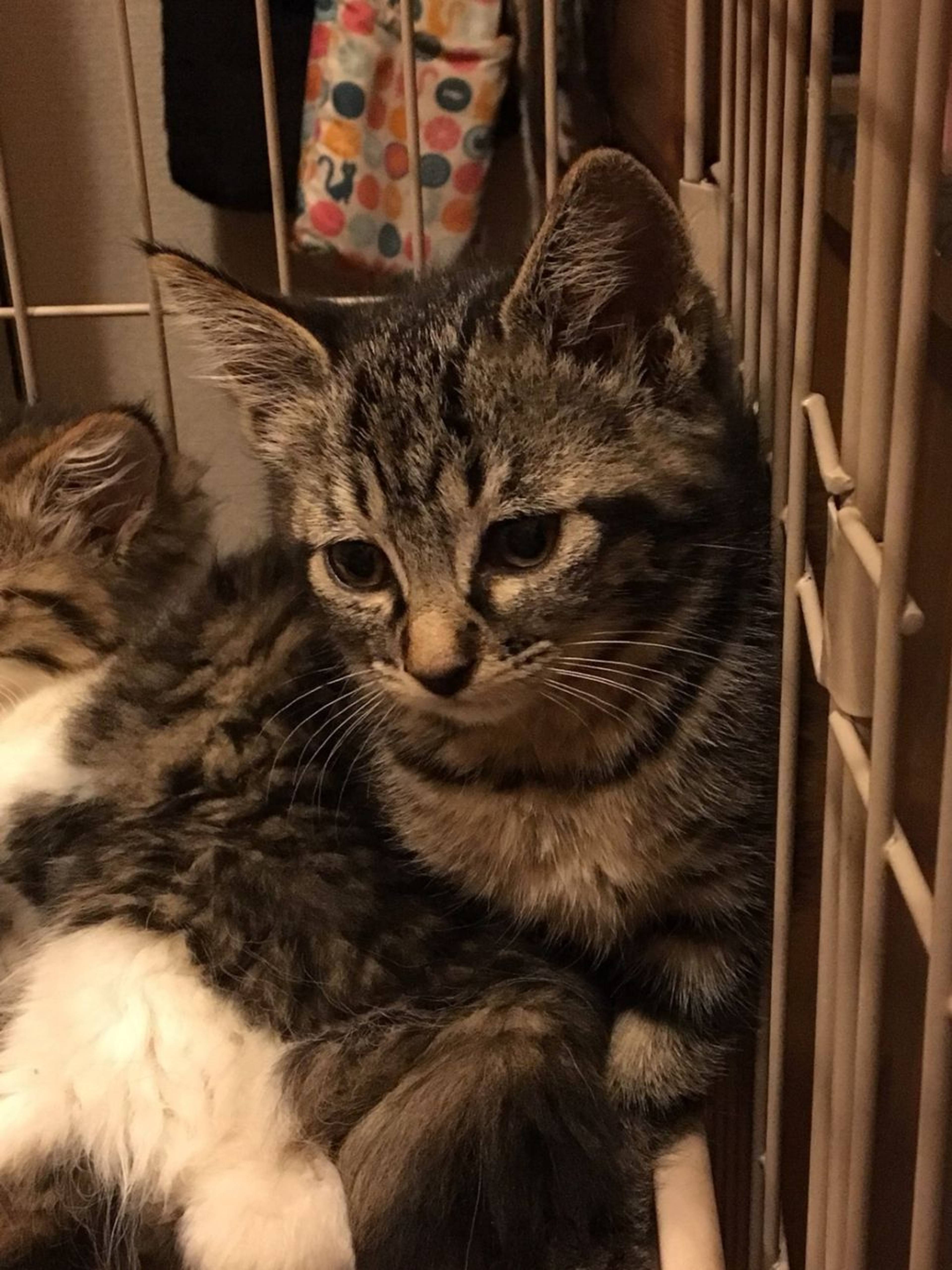 雑種（ミックス猫）・オスの里親募集の写真