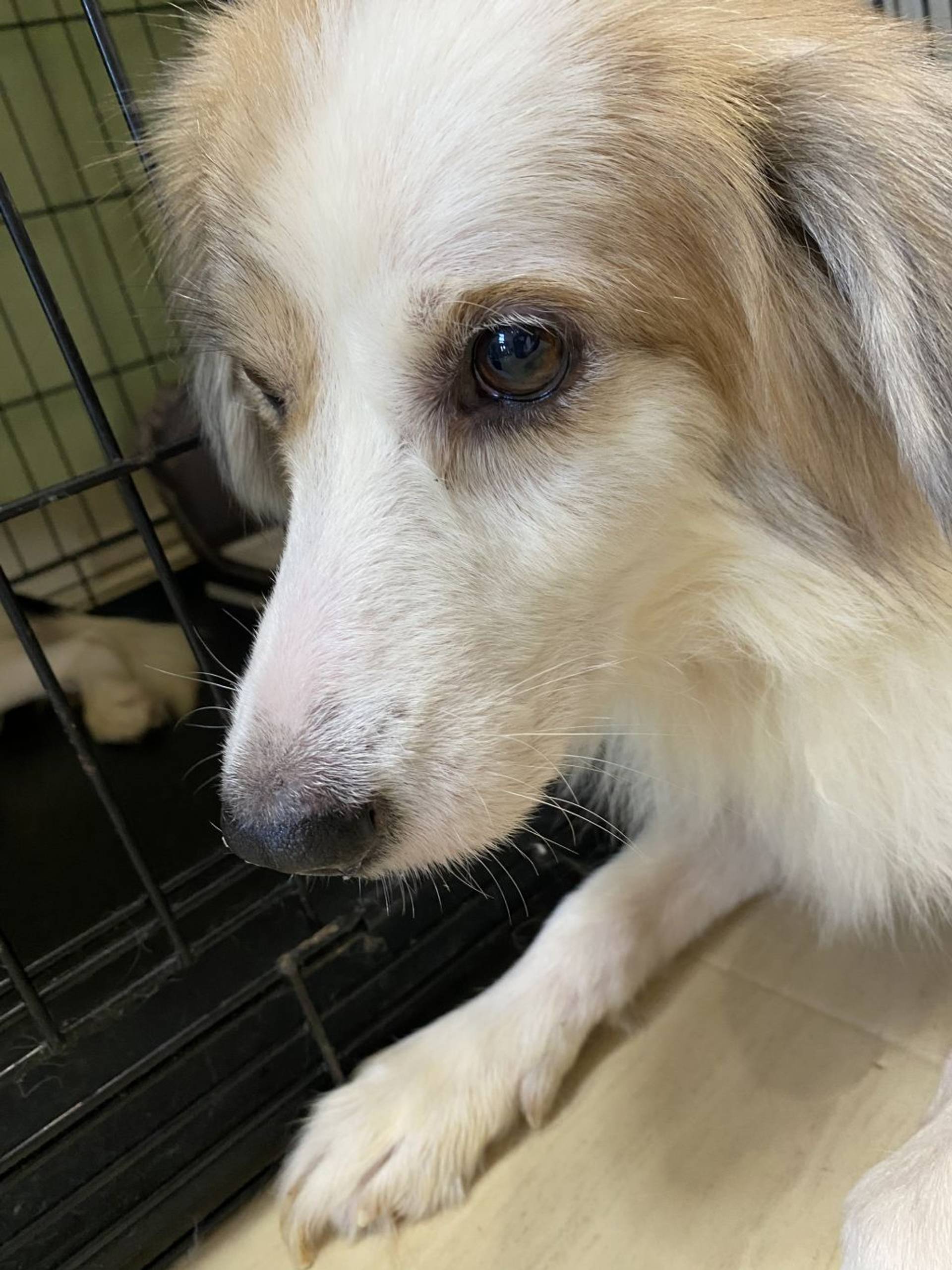 雑種（ミックス犬）・オスの里親募集の写真