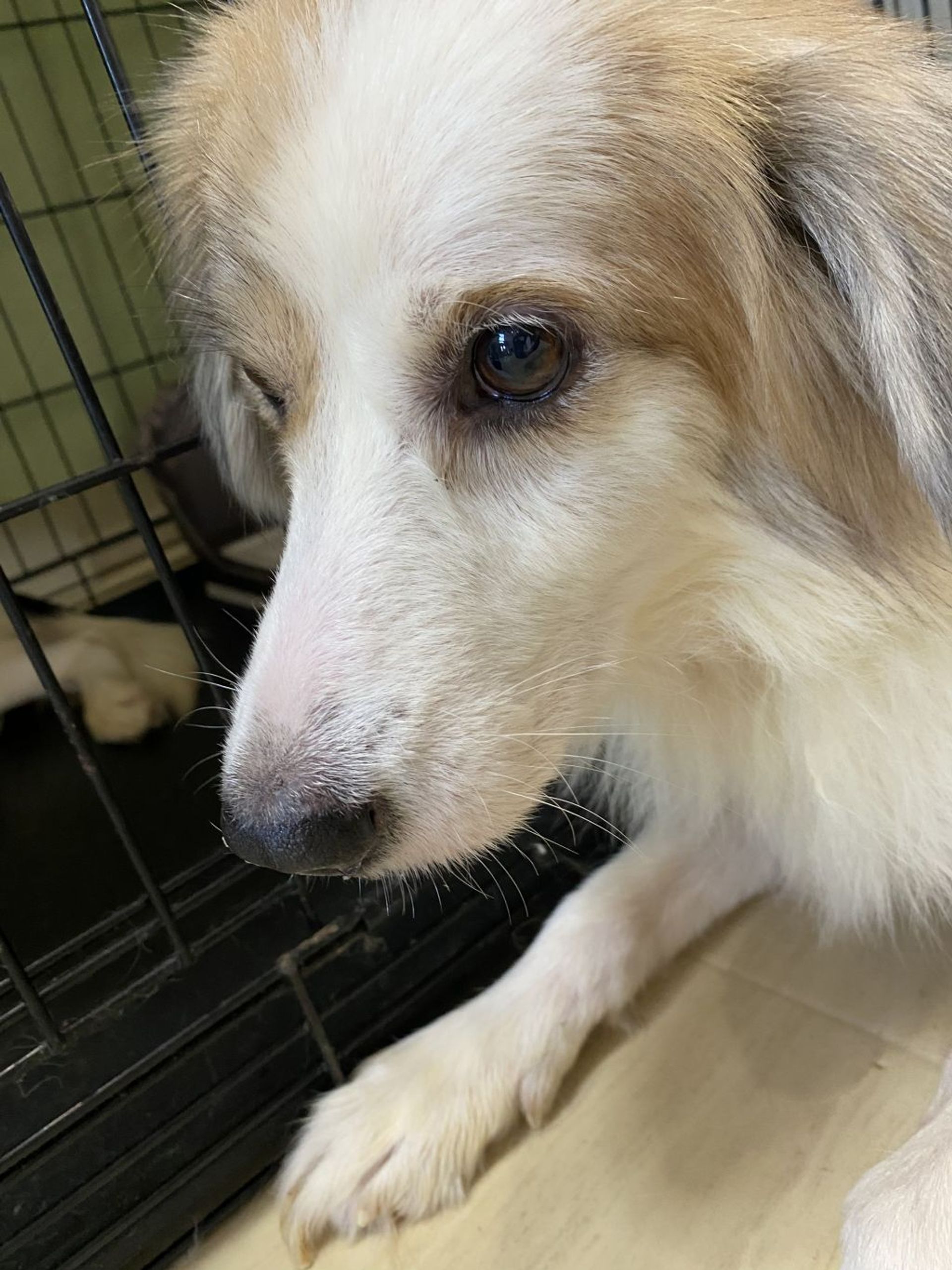 雑種（ミックス犬）・オスの里親募集の写真