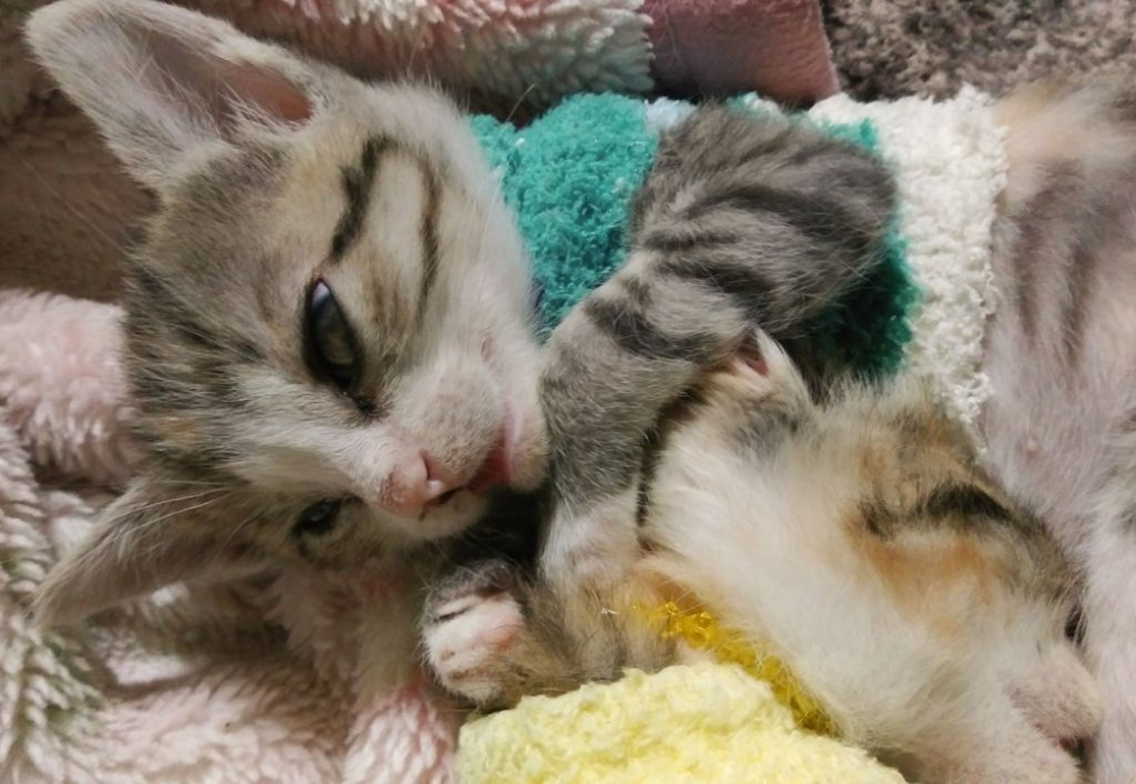 pet-image-2