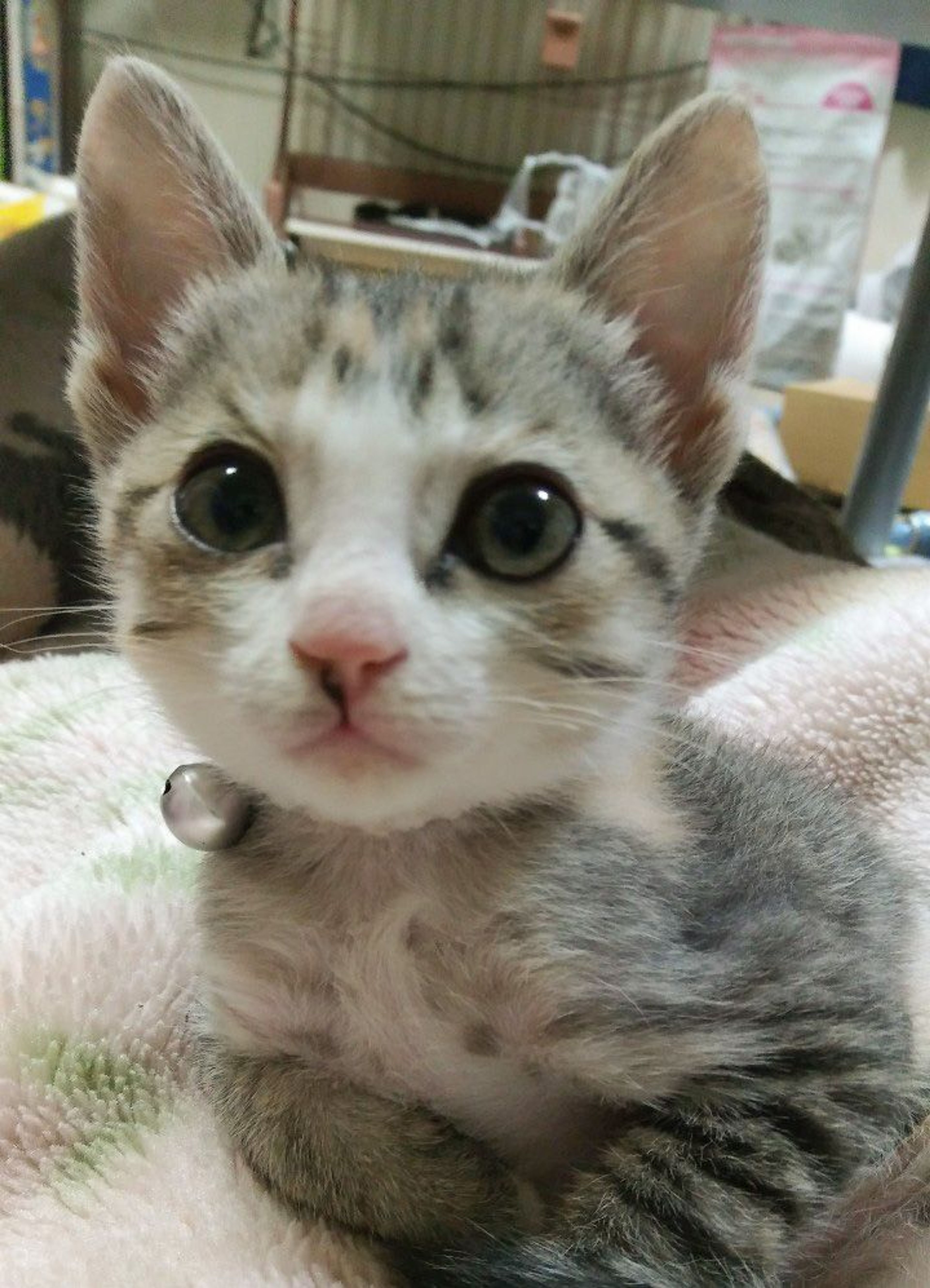 pet-image-3