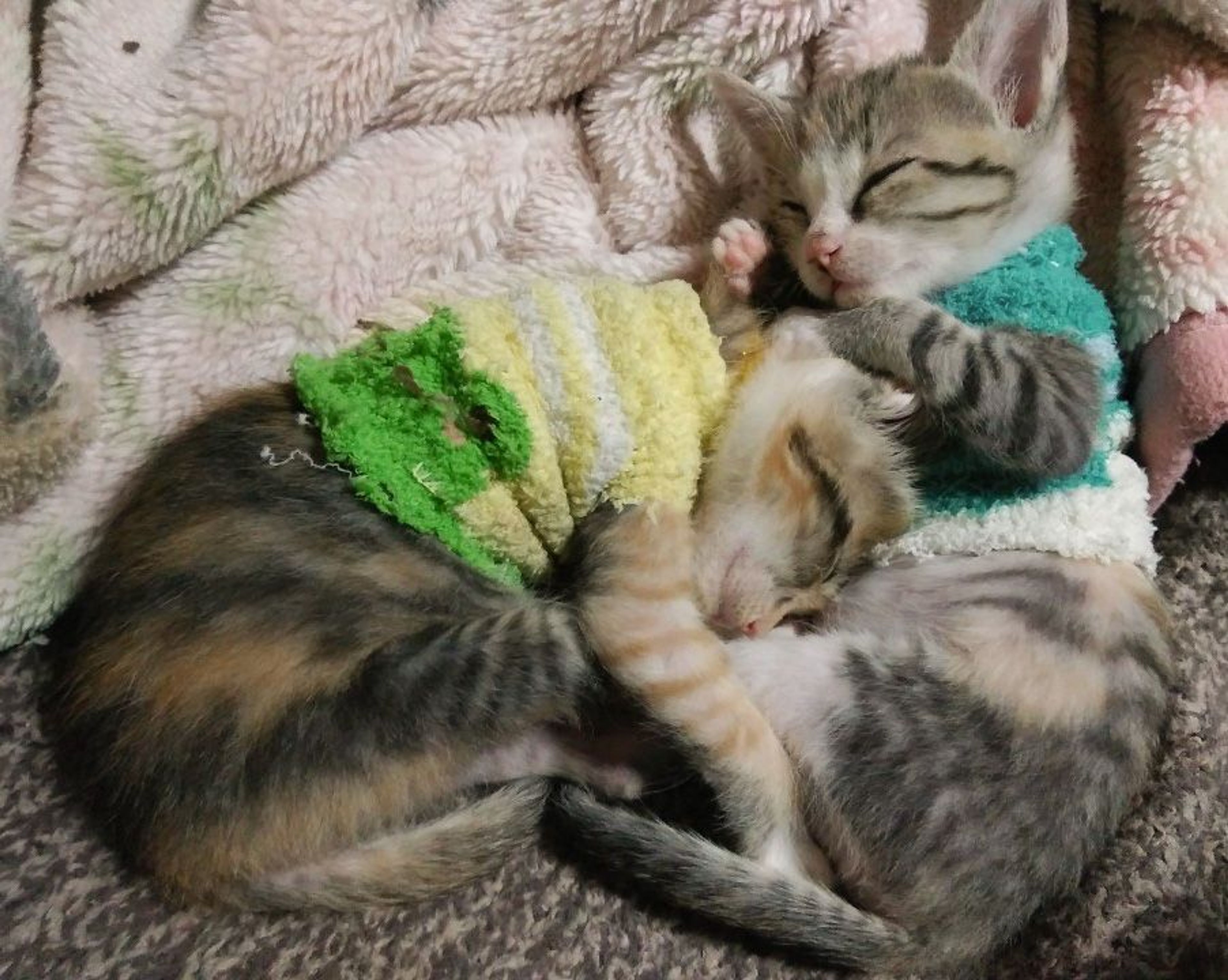 pet-image-4