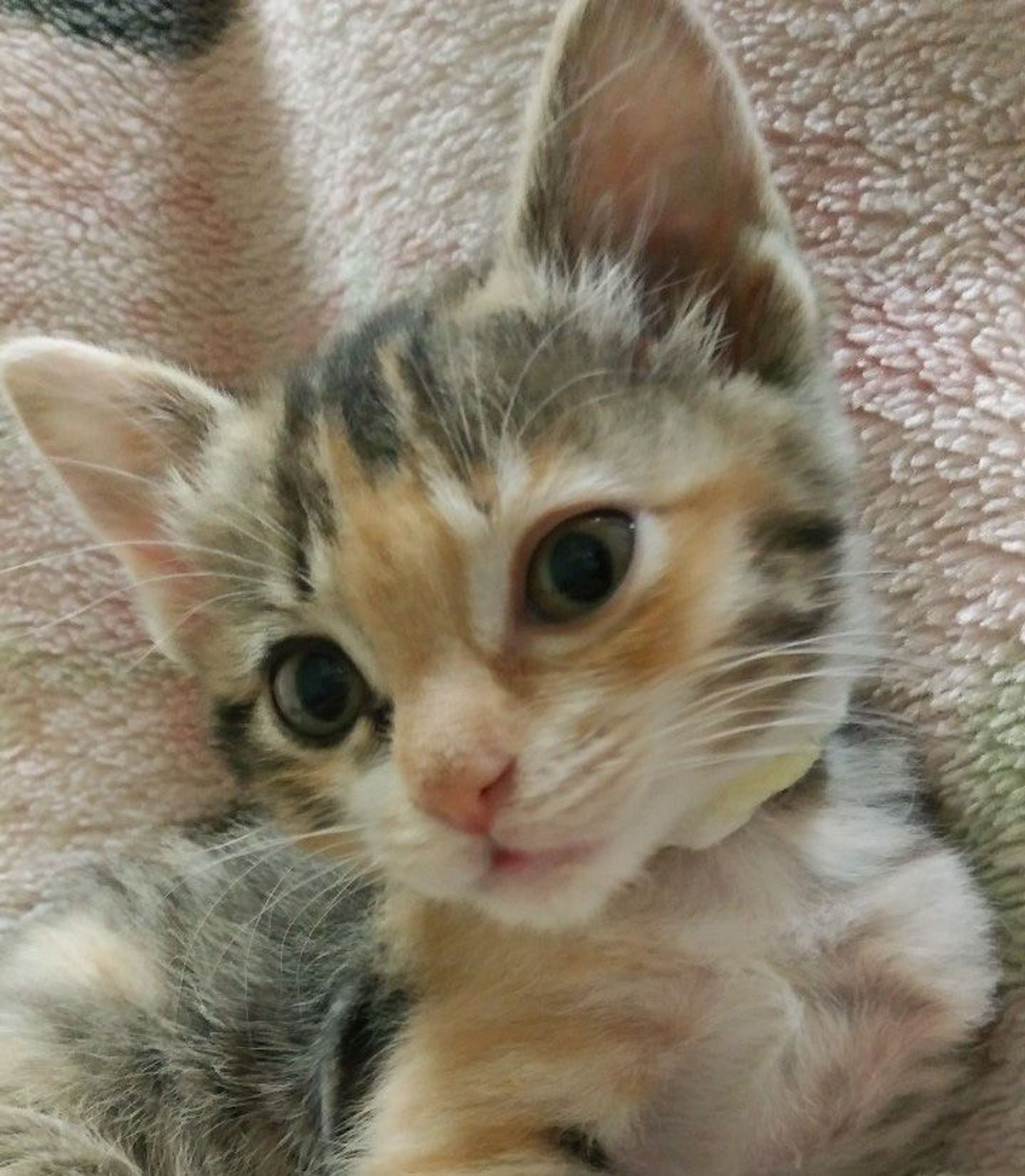 雑種（ミックス猫）・メスの里親募集の写真