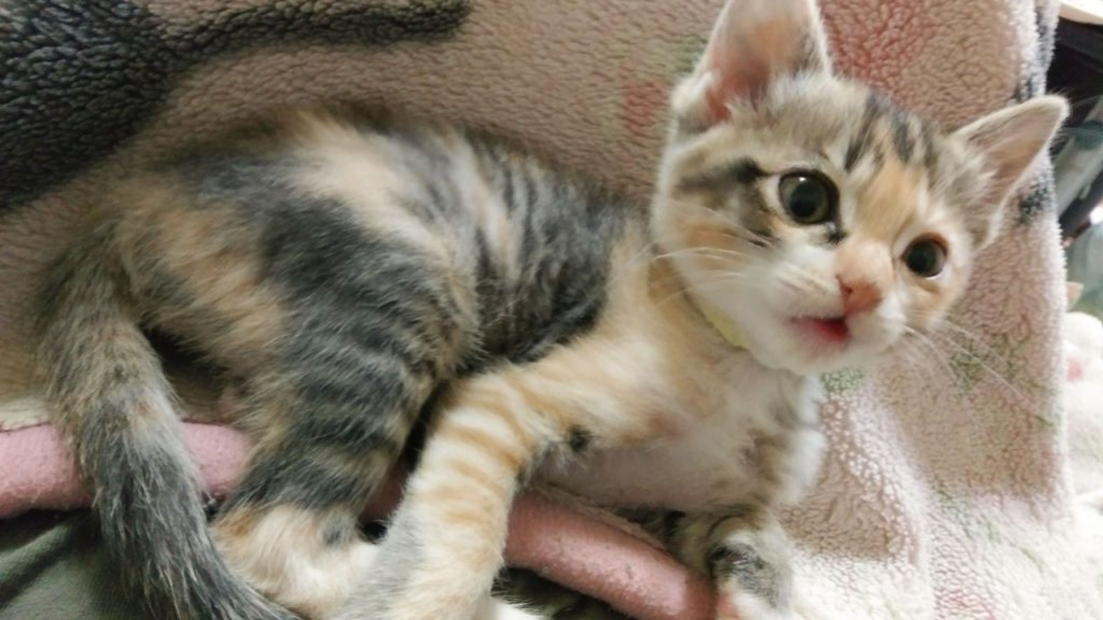 pet-image-4
