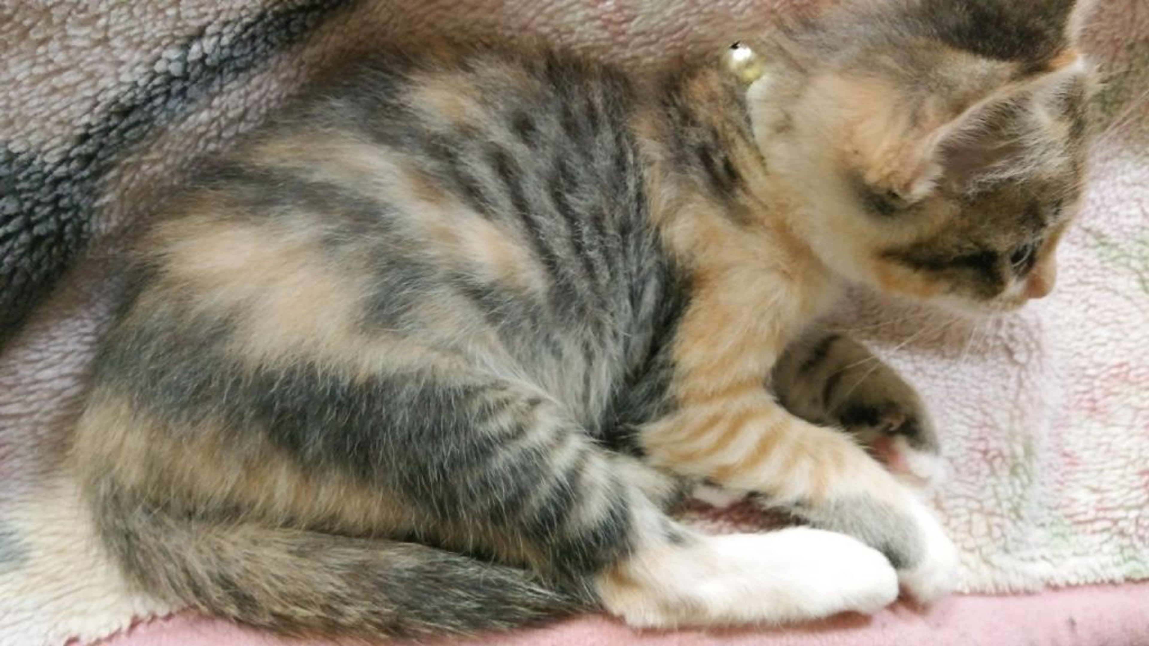 pet-image-5