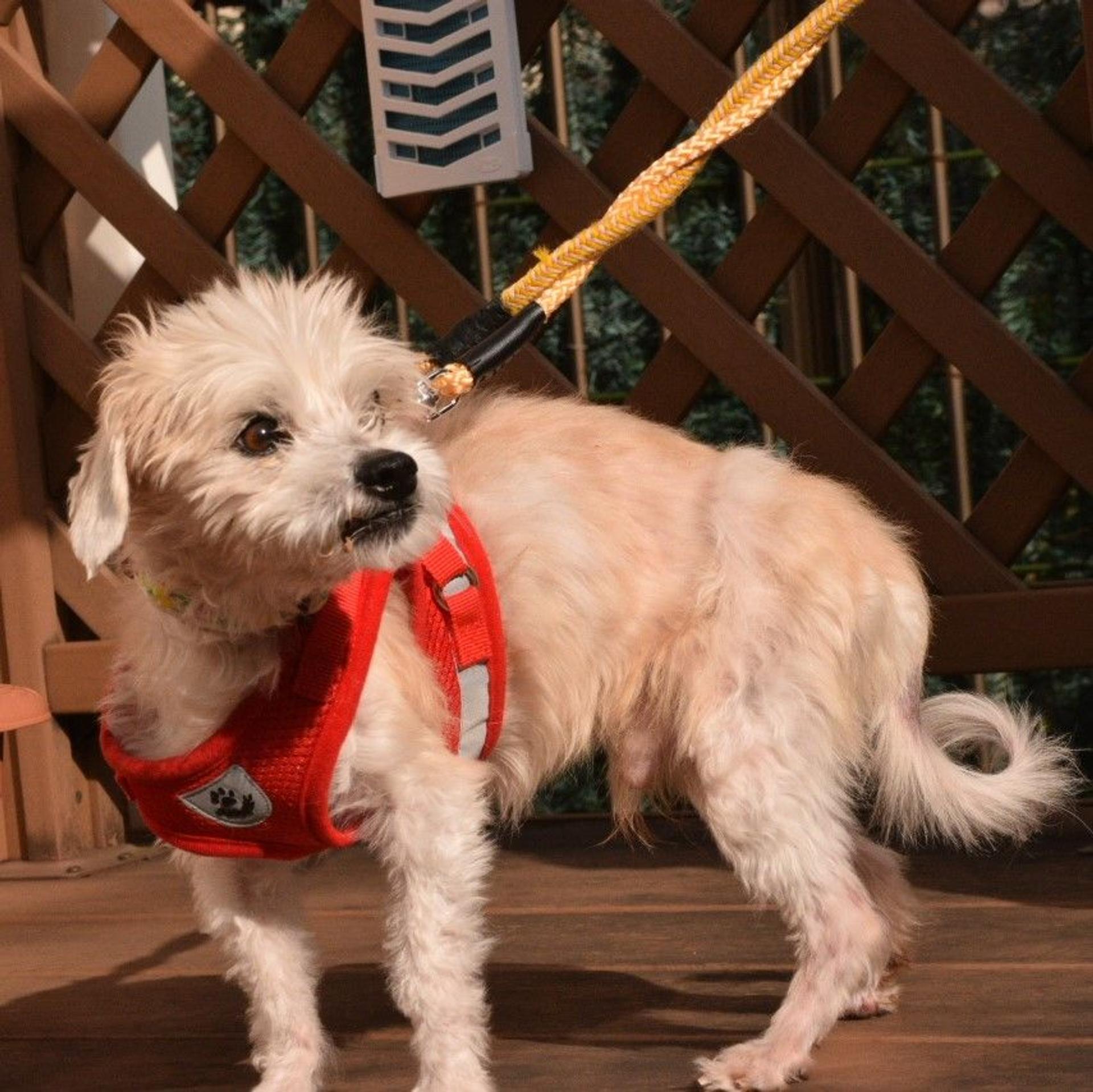 pet-image-4