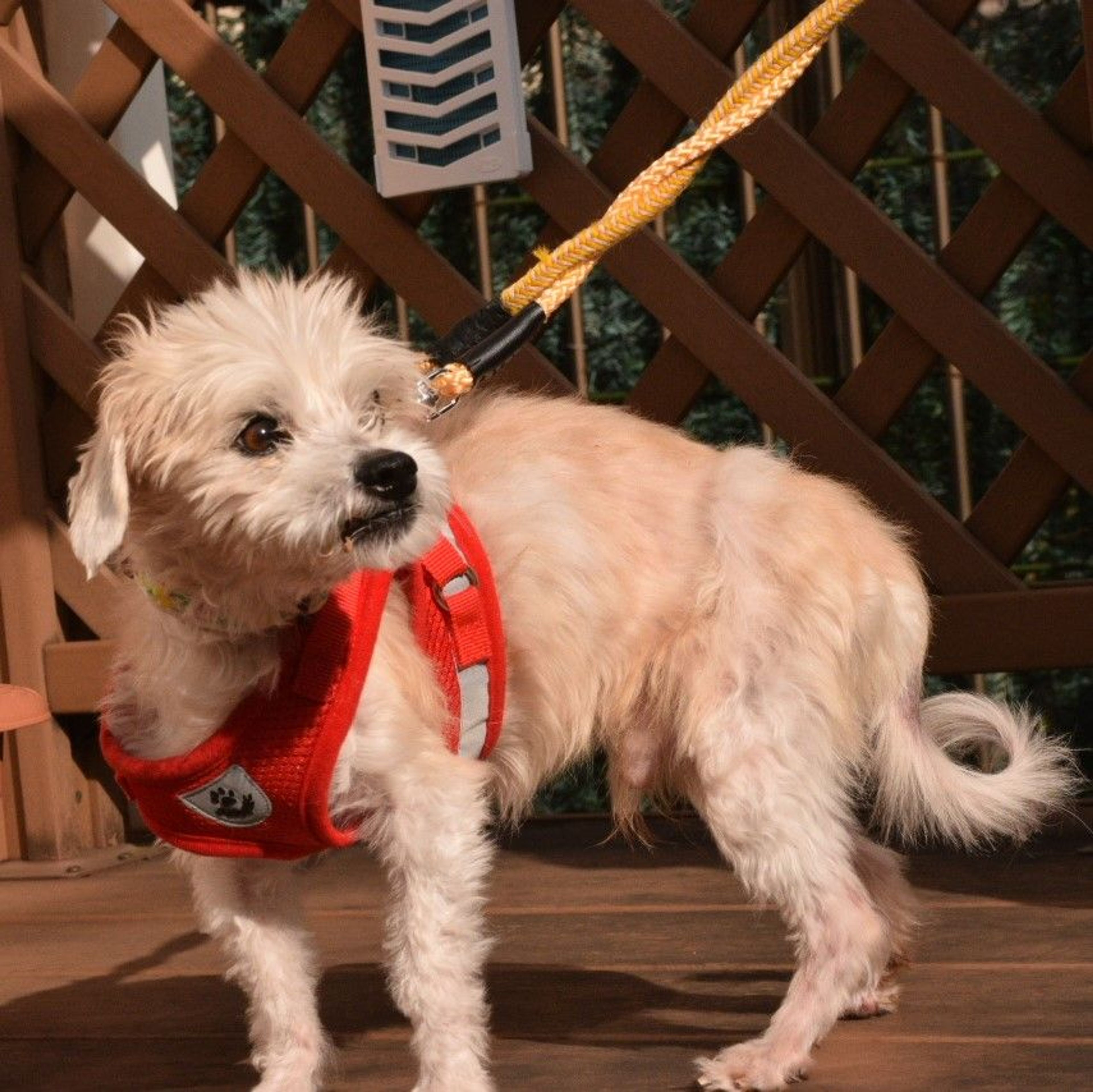 pet-image-4