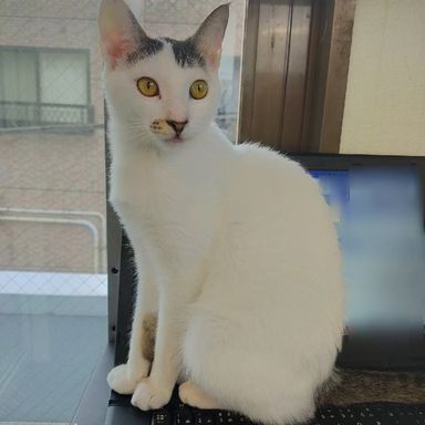 ハクの写真
