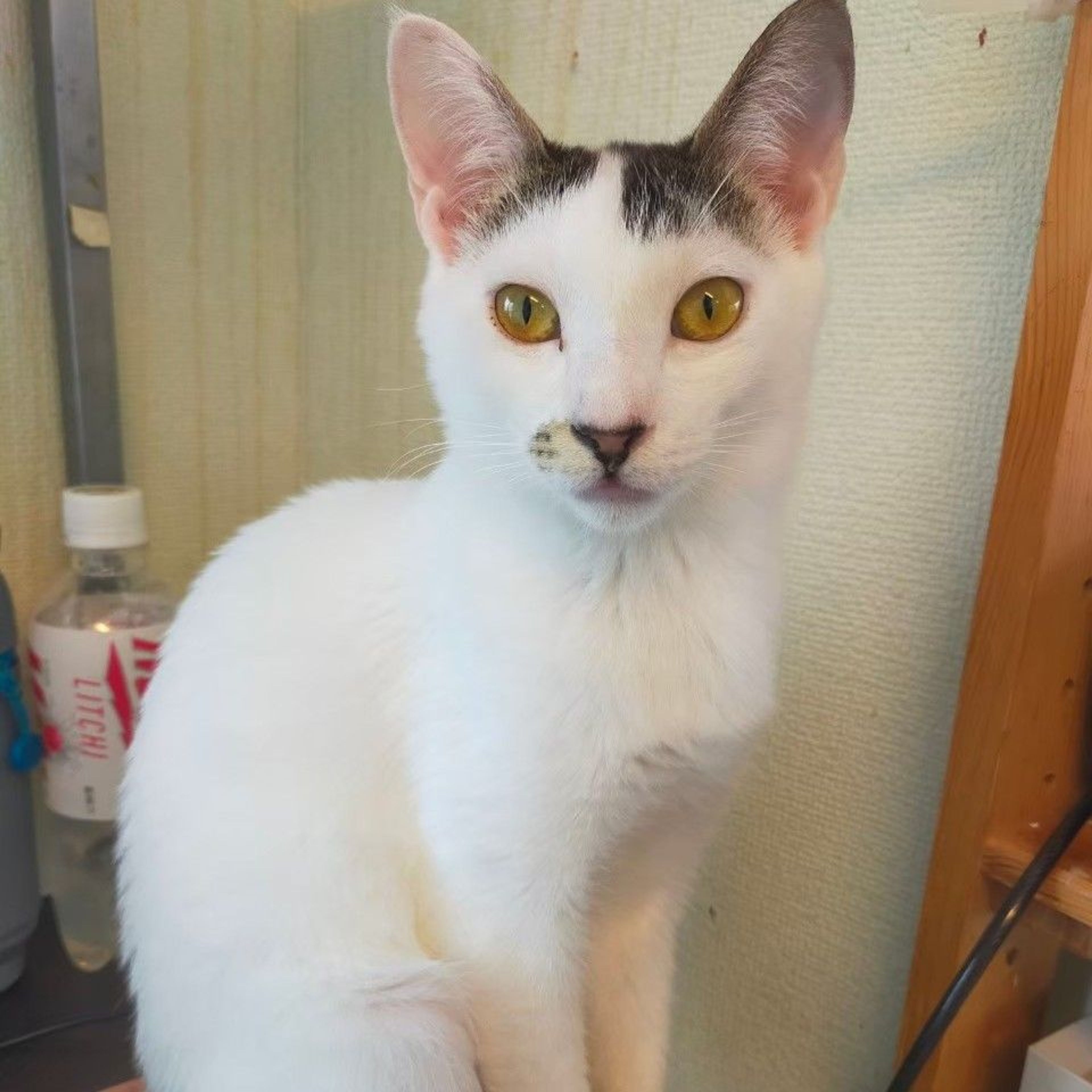 pet-image-4