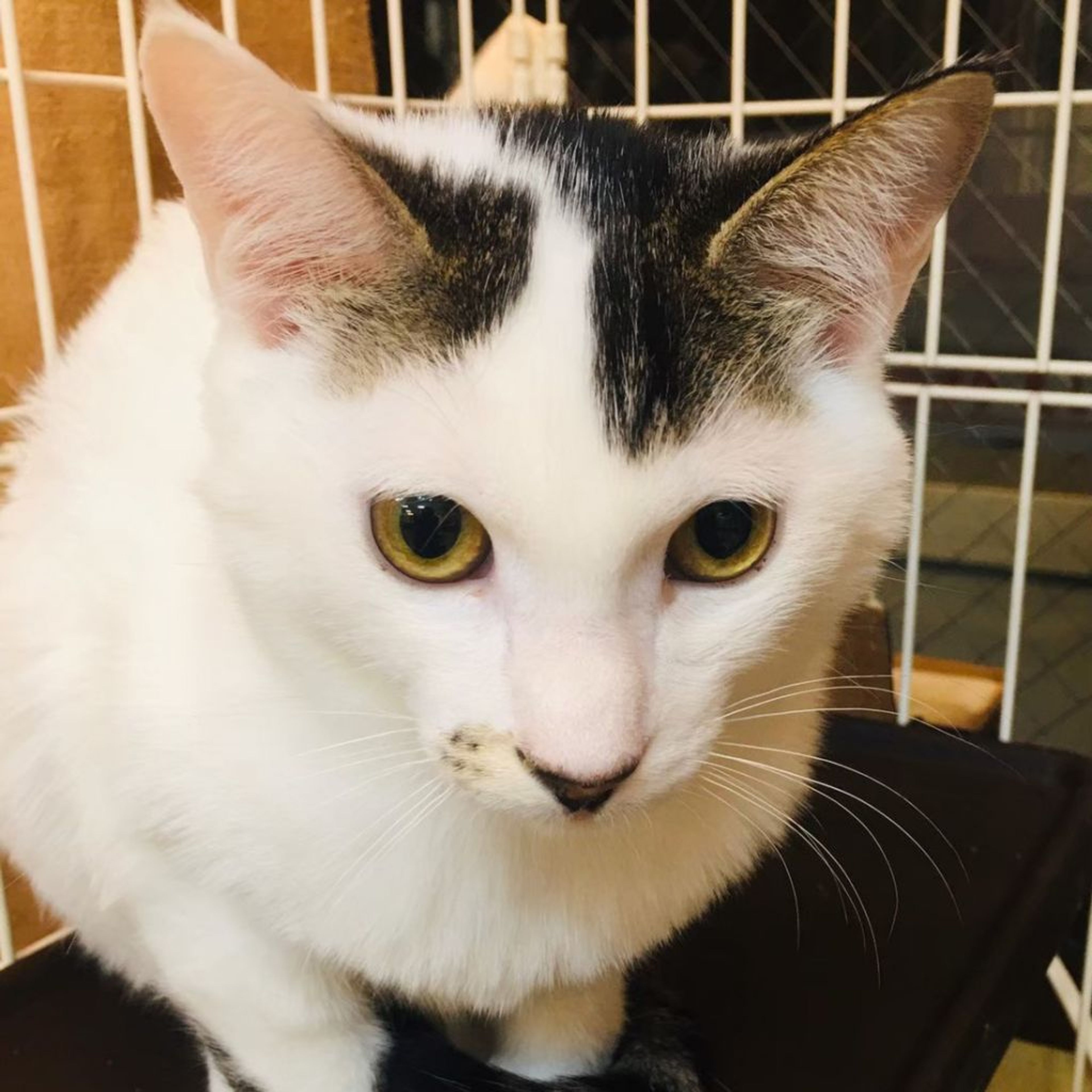pet-image-5
