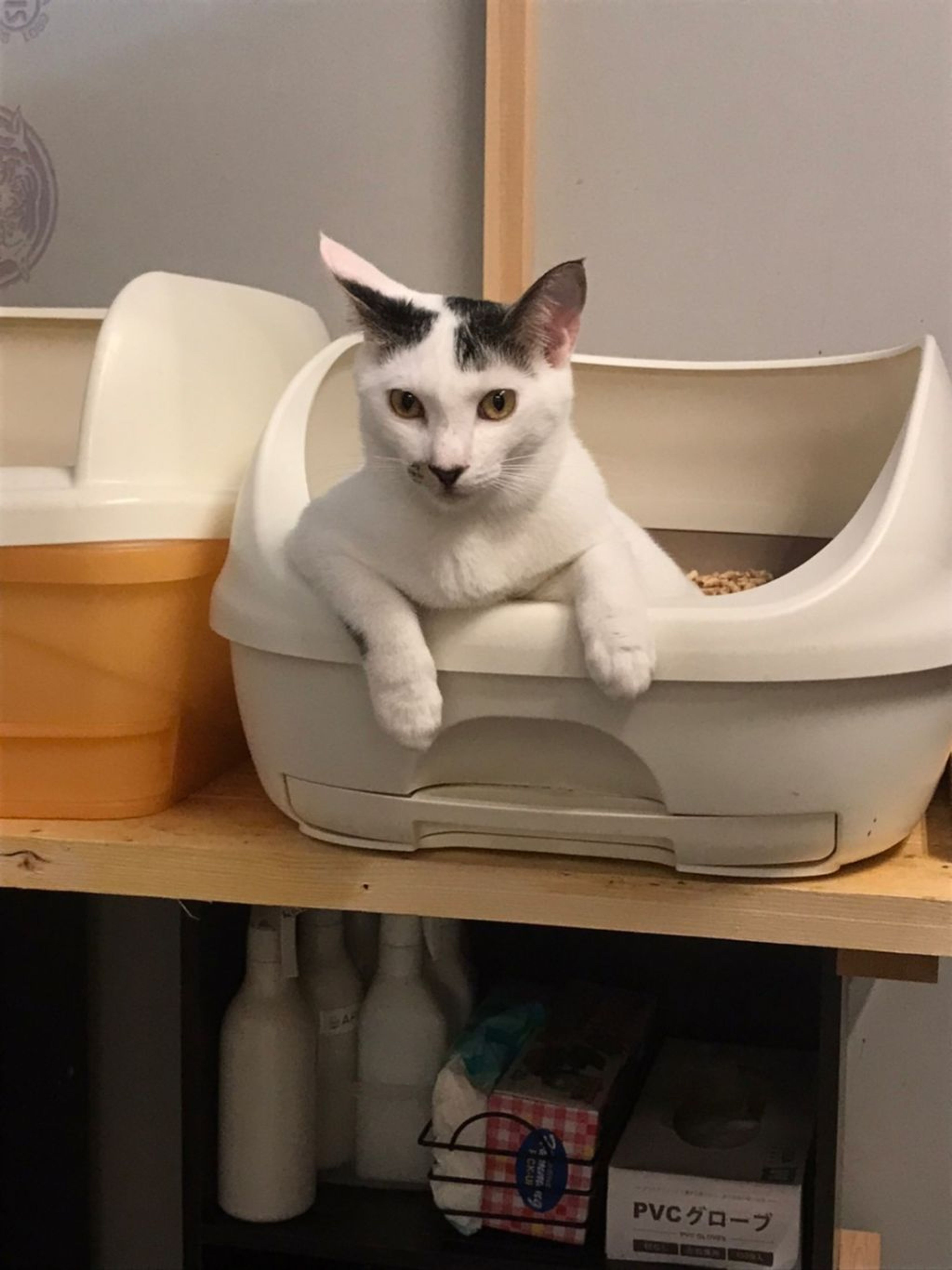 pet-image-2